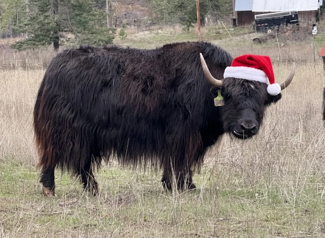 Ho ho ho

Our daughter came down this morning and commented it&rsquo;s beginning to look a lot like Christmas around here. 

Have to say, I agree!!!

Happy Friday eve everyone. #christmasgiggles #yaksinhats