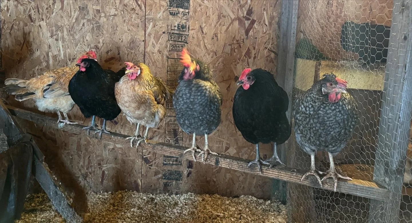 Line up

May not have much figured out, but at least some of my chickens are in a row!

The wet weather has the girls spending more time in the coop, perfecting their high wire act. #chickenlife #nocoldtoes