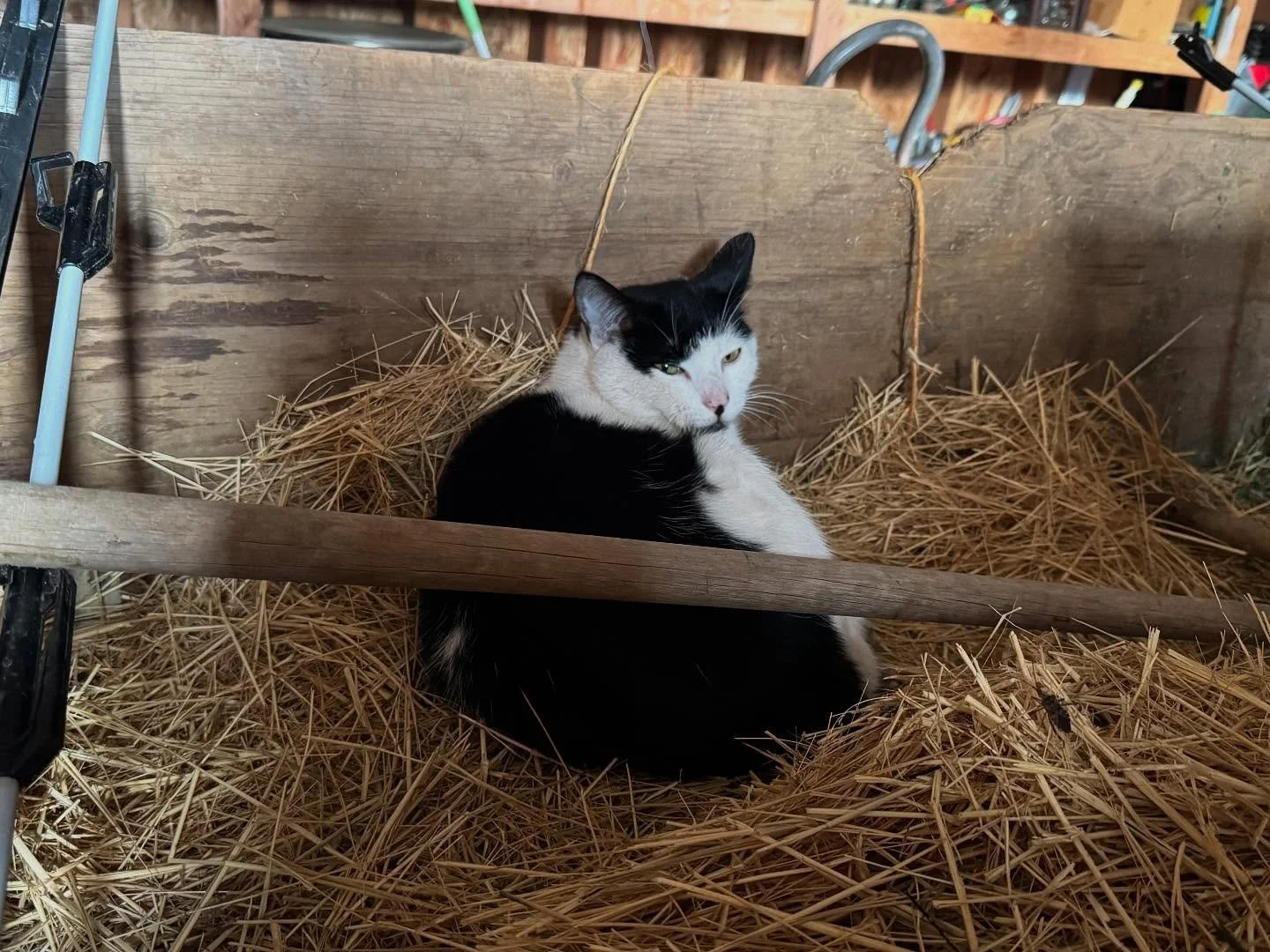 In loving memory

On this darkest day of the year, it is with a heavy heart that we share the news of our beloved barn cat Pepper seeming to have been taken from us.

If you were ever lucky enough to have been graced by his presence while visiting th