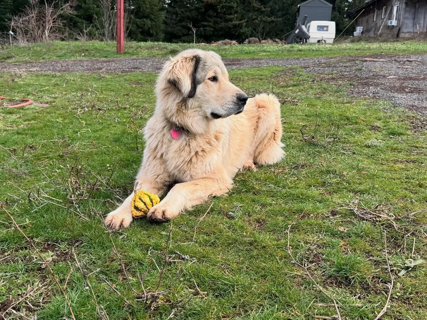 Working dog style

LeeLoo was our first working dog ever and to be honest I&rsquo;m not sure we can ever go back.

So smart and so &ldquo;busy&rdquo;, it&rsquo;s truly a joy to share our farm with these dogs.

Lucy is certainly the goofiest of the tw