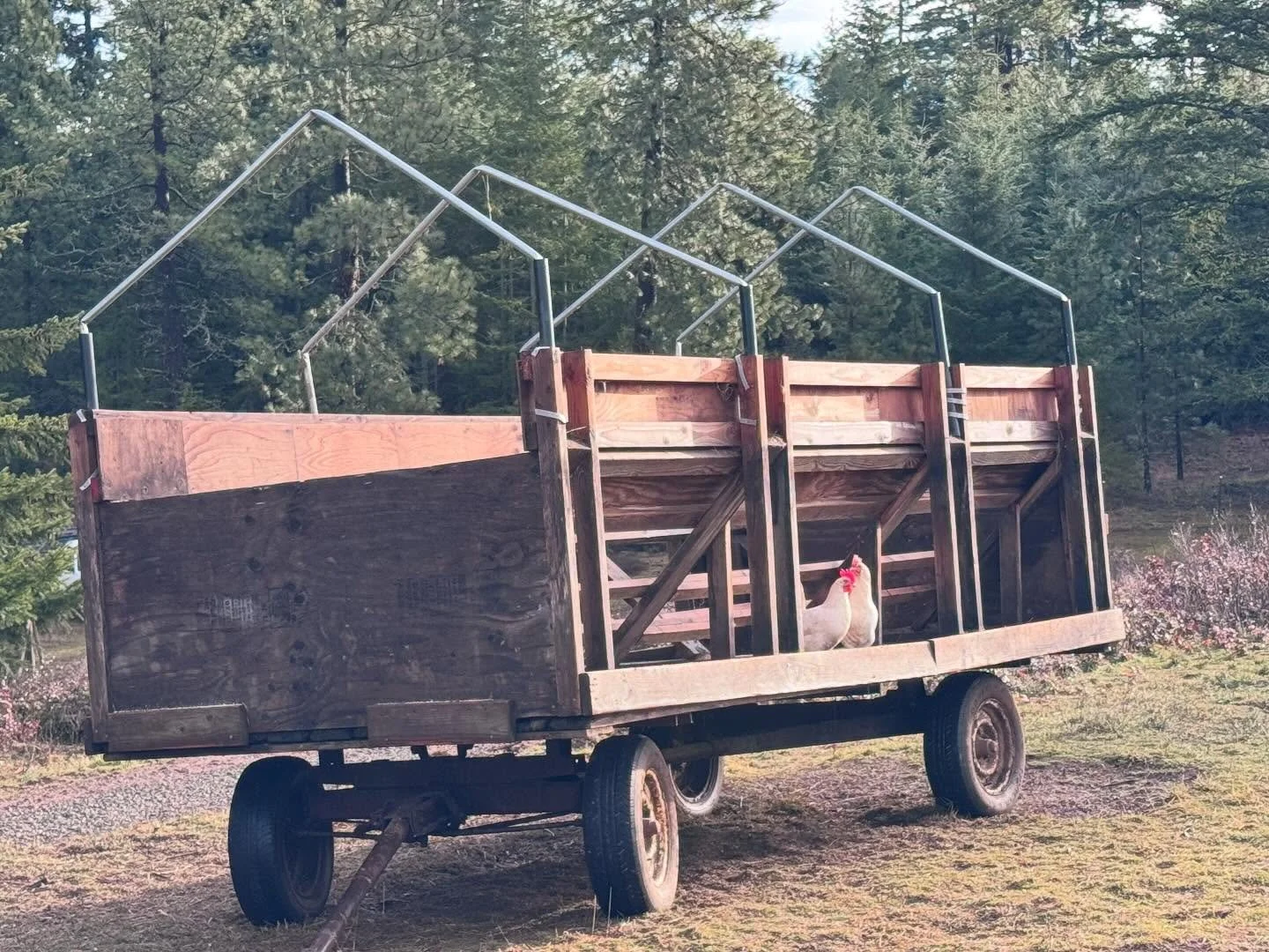 Looking glass

We like to do an exercise where we each make a prioritized list of farm projects and then compare.

We did this in the fall and there was ZERO overlap! That&rsquo;s one long list.

With the new year we decided to do it again and focuse