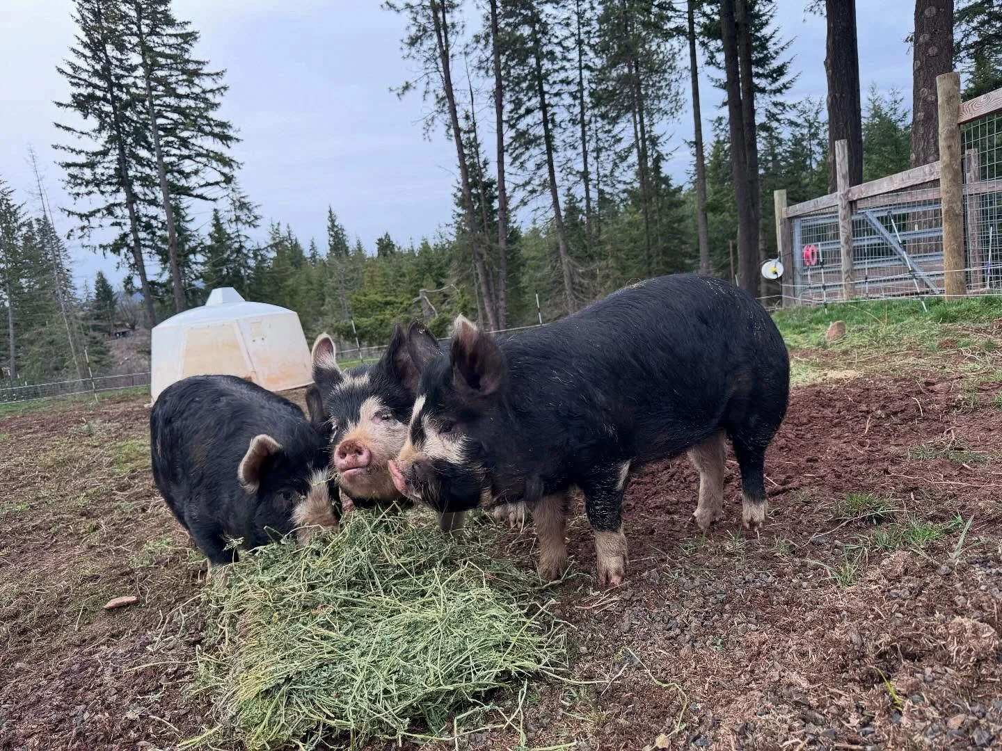 Welcome home!

It was a looooong day but we came home with three precious barrows yesterday from @bigfootfarm_wa 

The crate worked great and everyone traveled without incident.

They&rsquo;ve settled right in and are enjoying both the space as well 