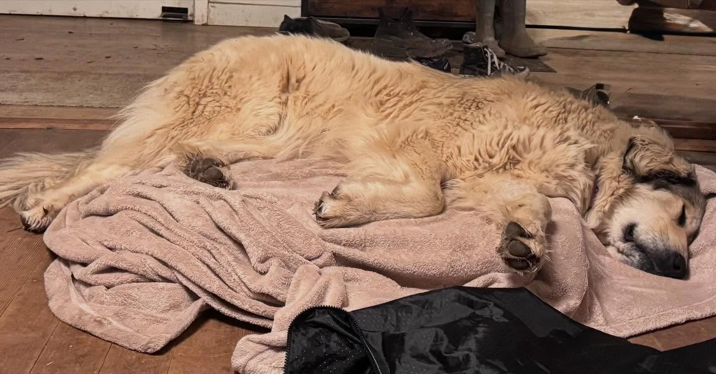 Resting up

Yesterday was A DAY right out of the gate.

Overnight I came down with some sort of terrible cold and then once I&rsquo;d rallied myself to get the dogs fed, Lucy didn&rsquo;t come for breakfast.

It&rsquo;s not horribly unusual for Lucy 