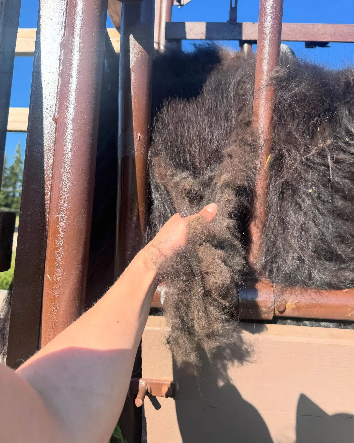 Phase 1 complete

Yesterday we brushed all the yaks for the last time this year and are pleased to announce we&rsquo;ve collected roughly 6 pounds!

It was a very warm evening and everyone seemed so much lighter as they pranced out of the chute and o