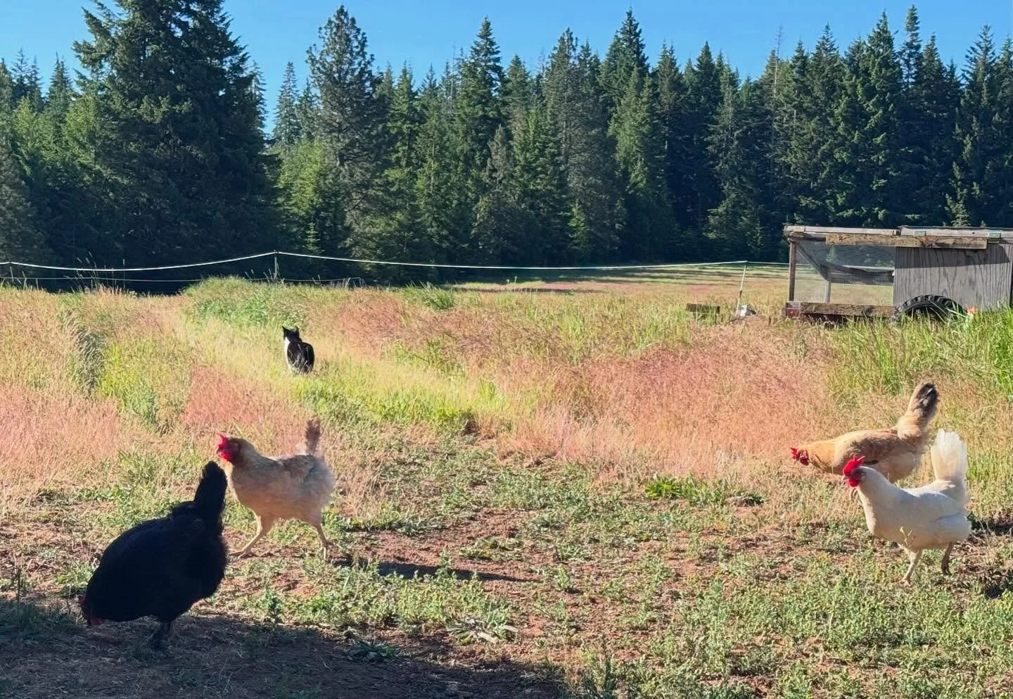 One of these things

I was out checking on the chickens recently and noticed one of the chickens was not like the other. It was Moonlight!

Moonlight has lived up to her name and is the more secretive of our cats so it&rsquo;s always a treat to see h