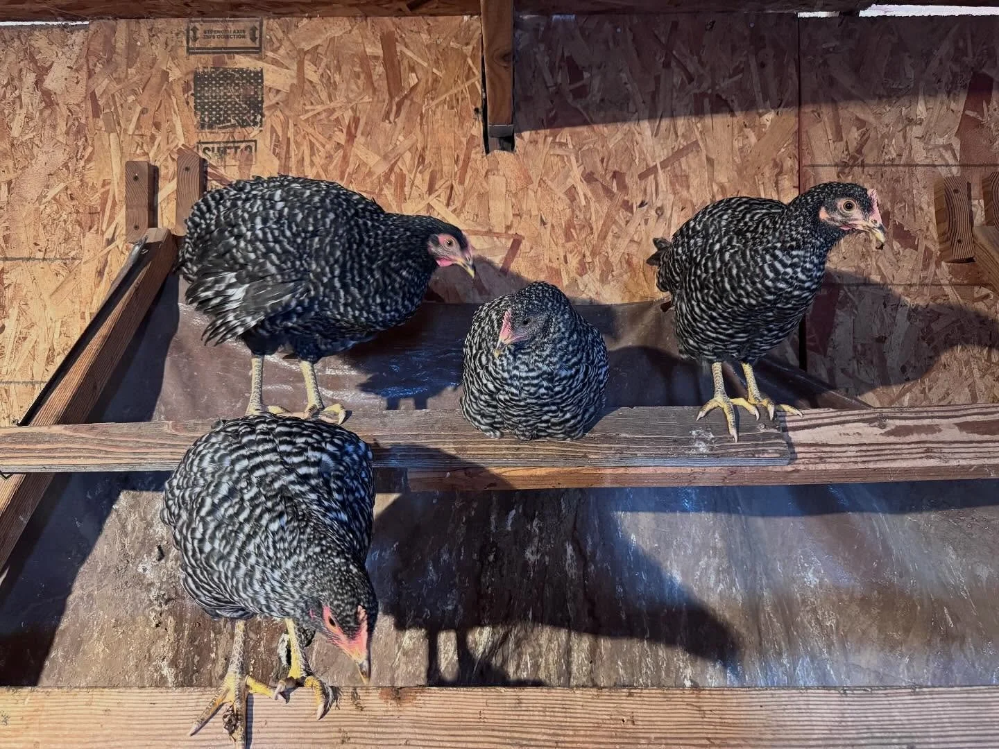 Ruling the roost

This little group of Barred Rocks is super cute. They love when the older birds are out of the coop and then can sneak up to the tippy top of the upper roost.

Just your daily reminder to dream big and fake it until you make it! #ch