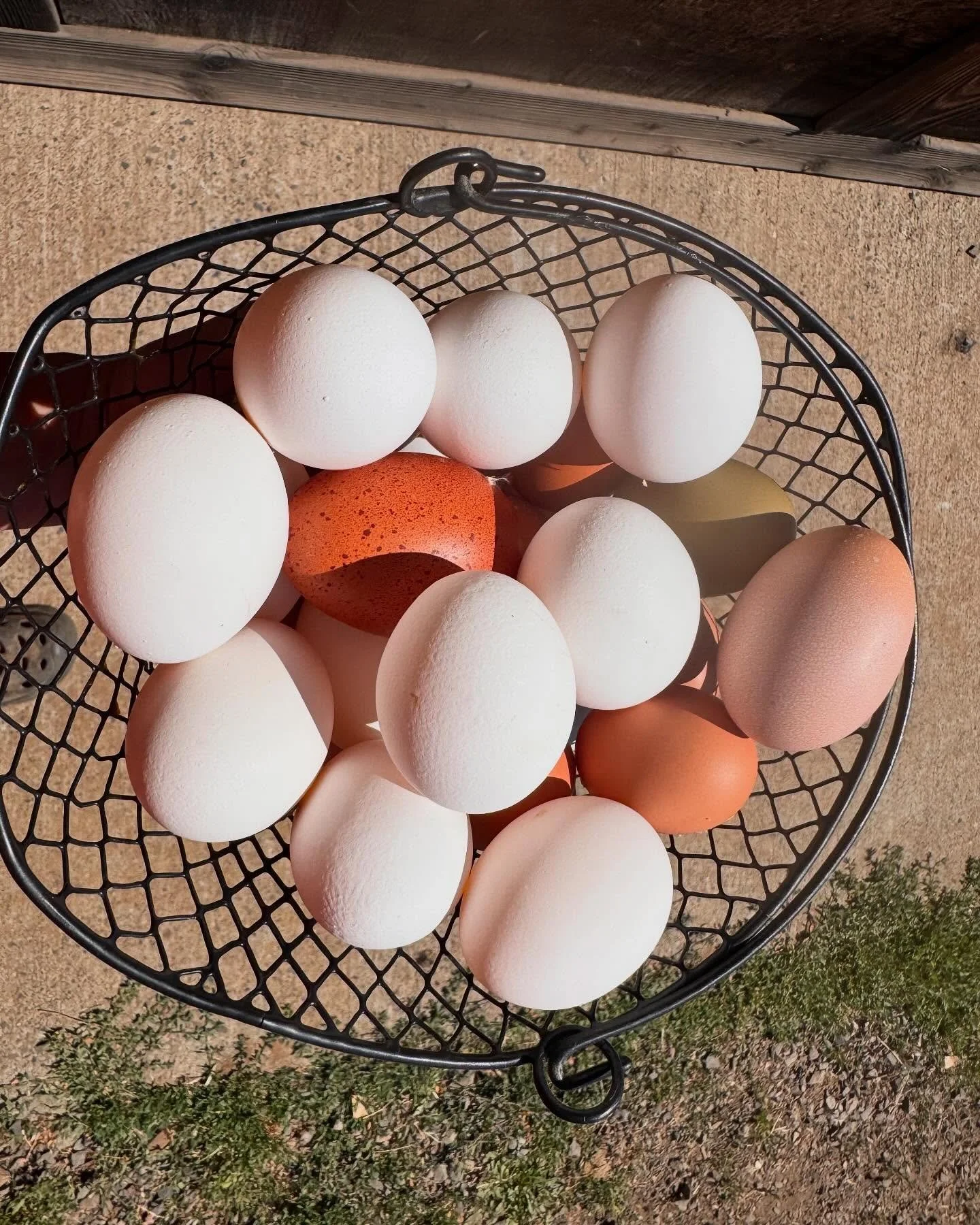 Silver lining

The recent rash of salmonella outbreaks does have a silver lining, as it shines a light on small producers versus factory farming.

The intensive care we are able to provide to our flock keeps them happy but also healthy, and greatly r
