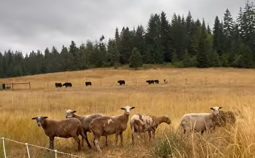 Welcome - Snowden Sweeties (Sheep!)
