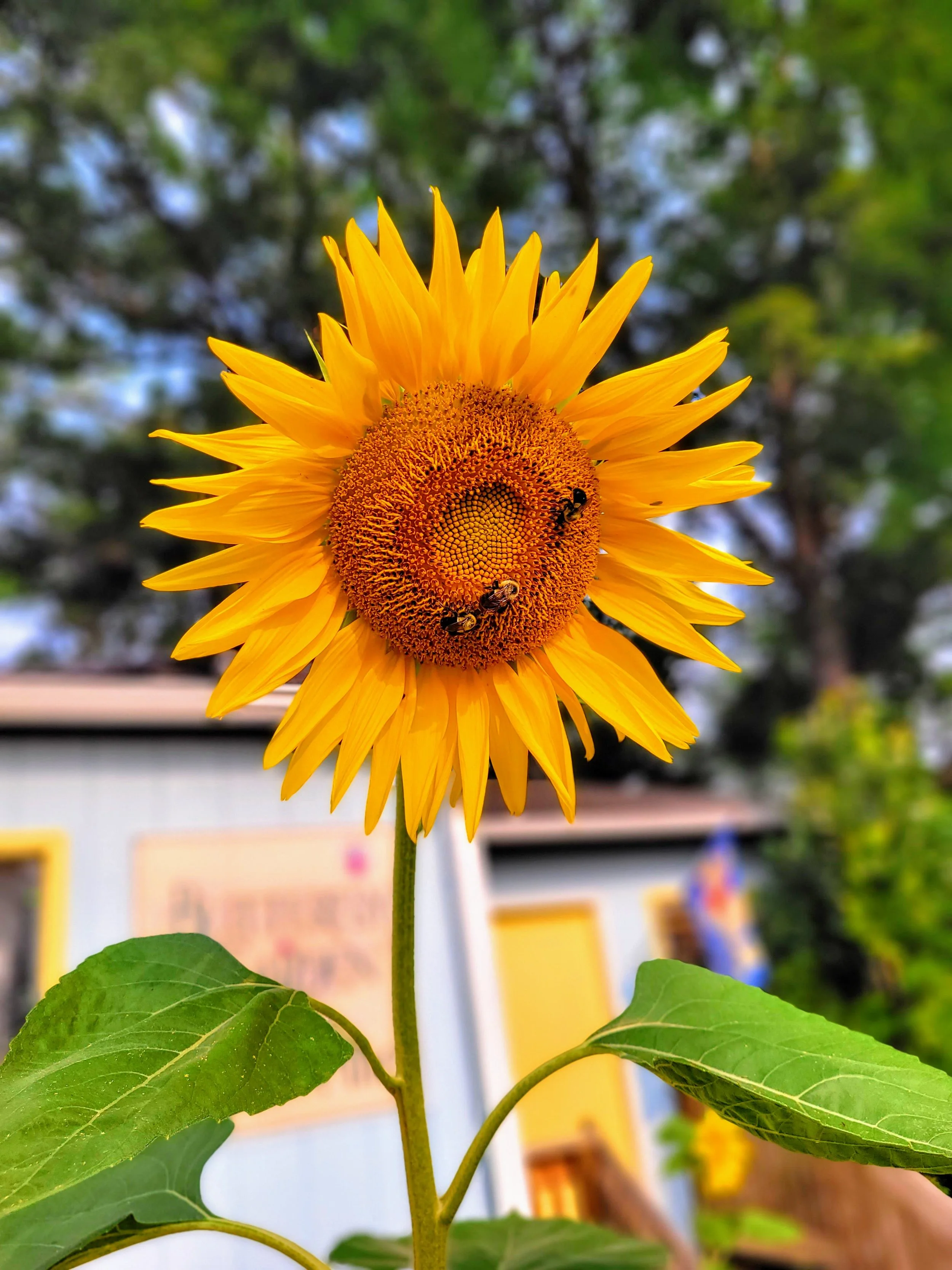 The Butterfly Garden Child Development Center