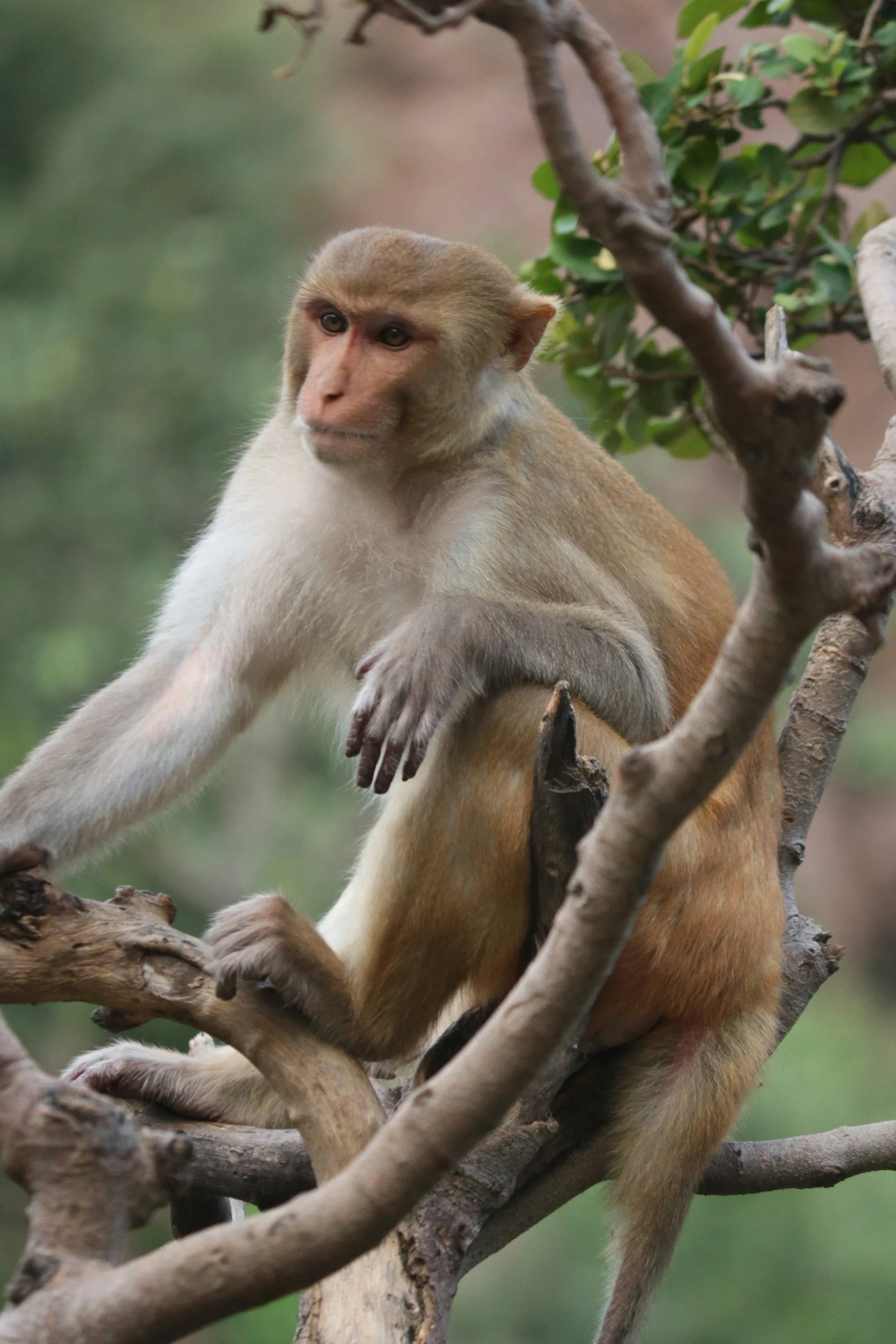 Monkey business