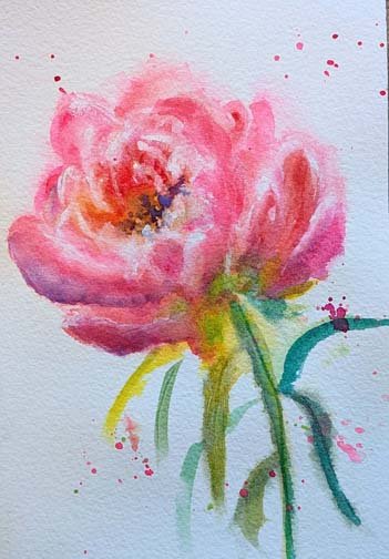 White Tipped Peony by Ann McCann 6 X 9" Watercolor
