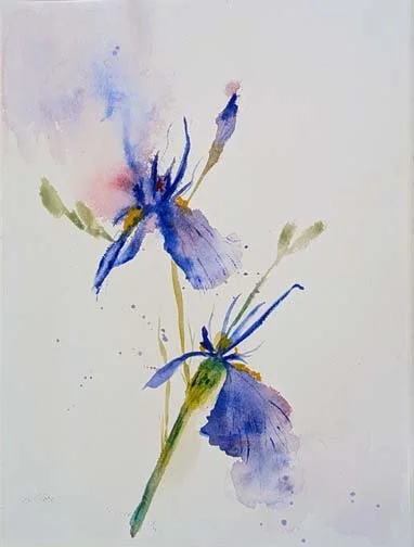 "Siberian Iris Impressions" by Ann McCann 11 X 14" Watercolor