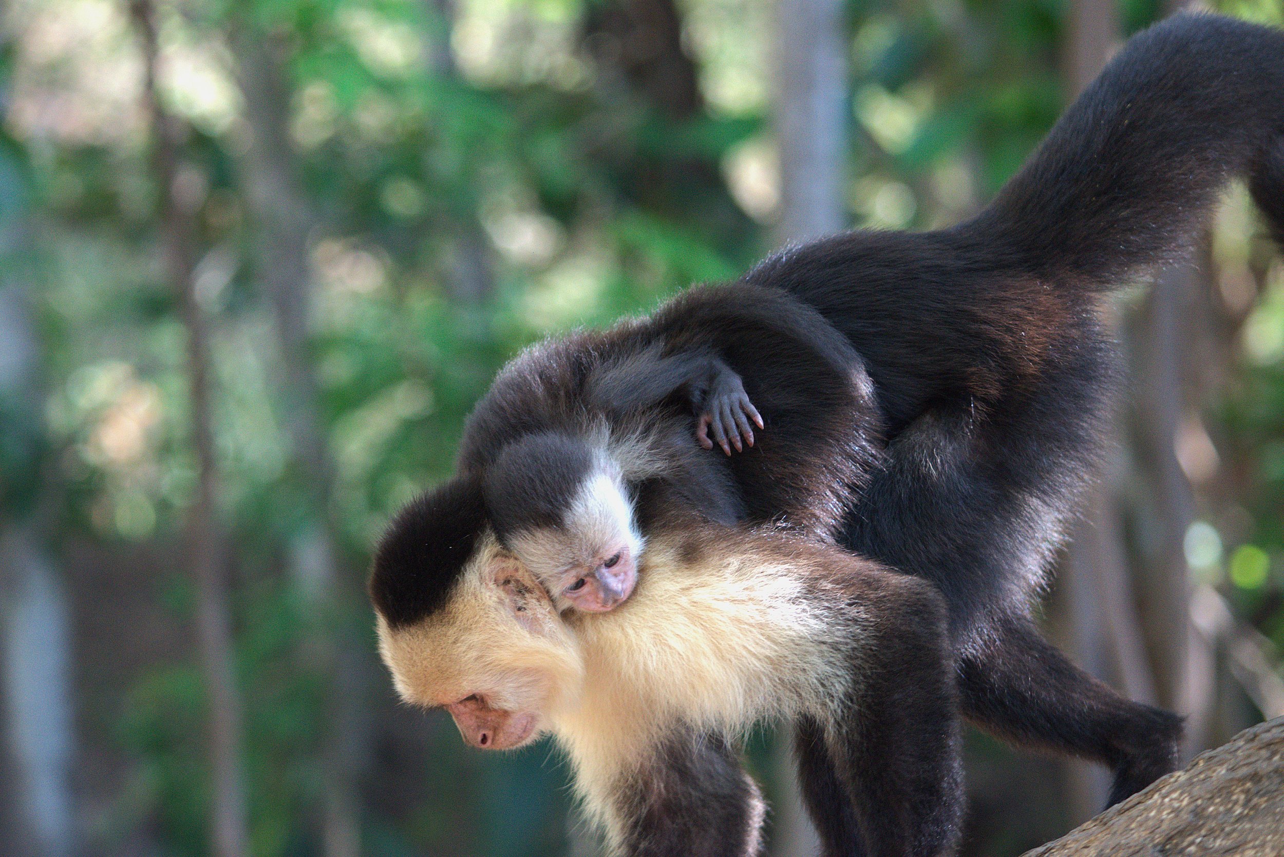 capuchinbabyonback2.jpg