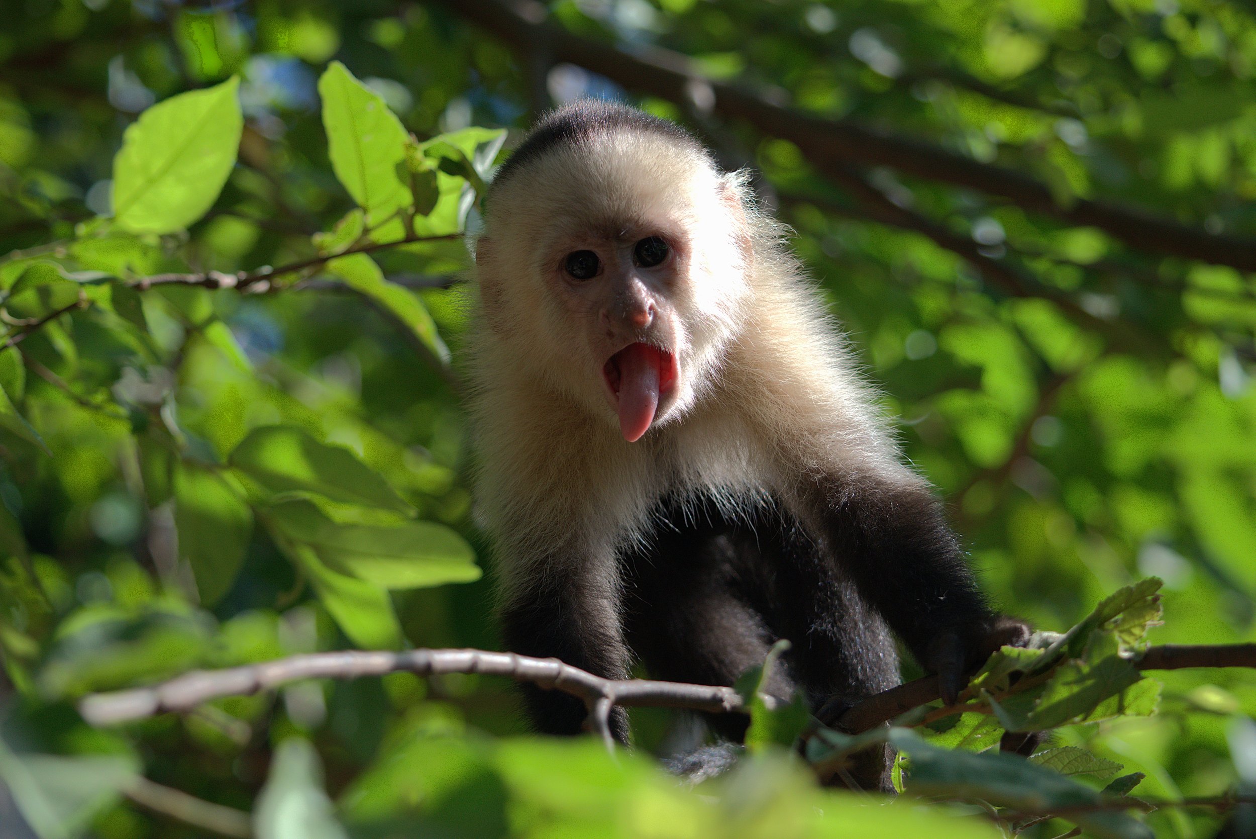 capuchintongueout2.jpg