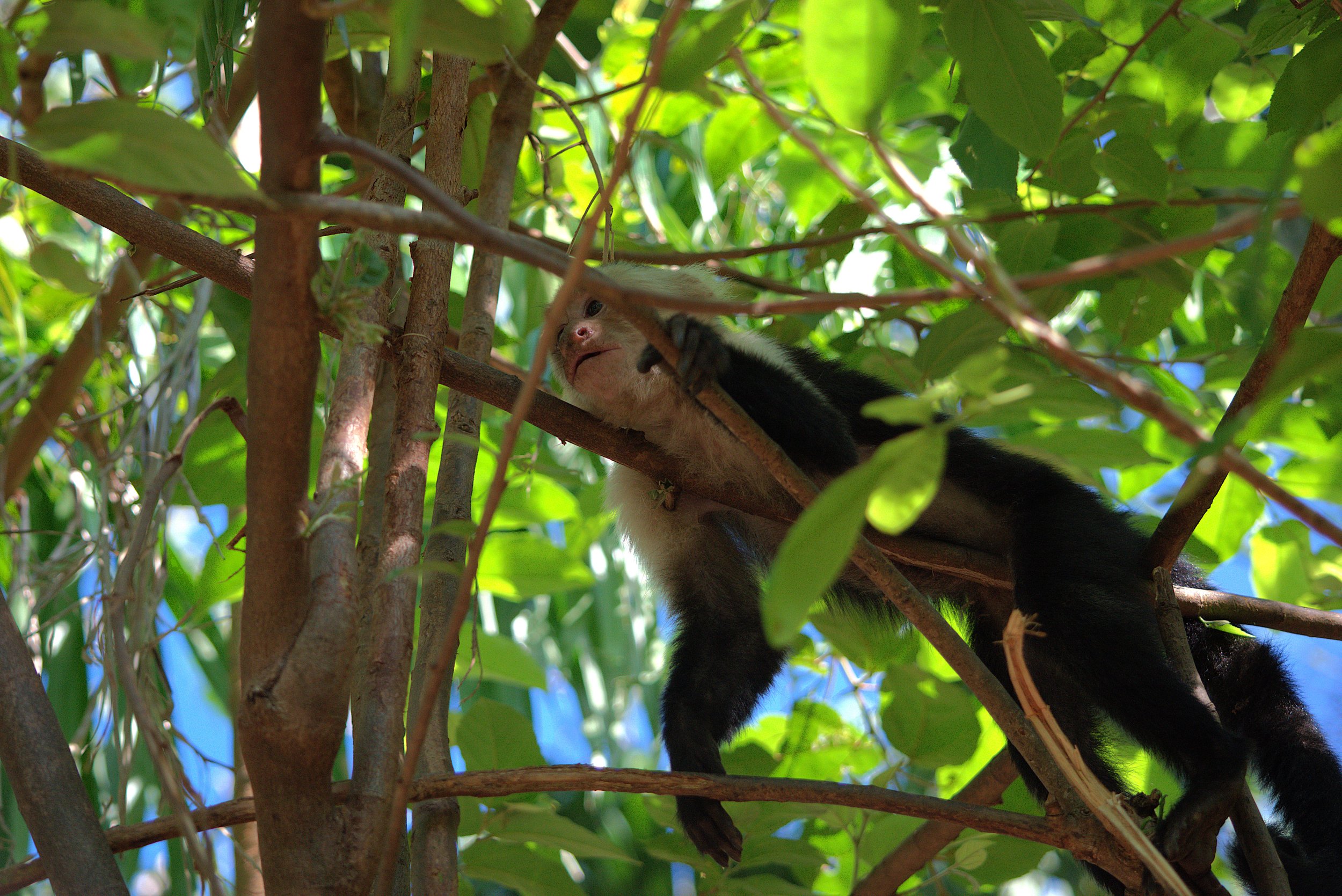 capuchininbranches.jpg