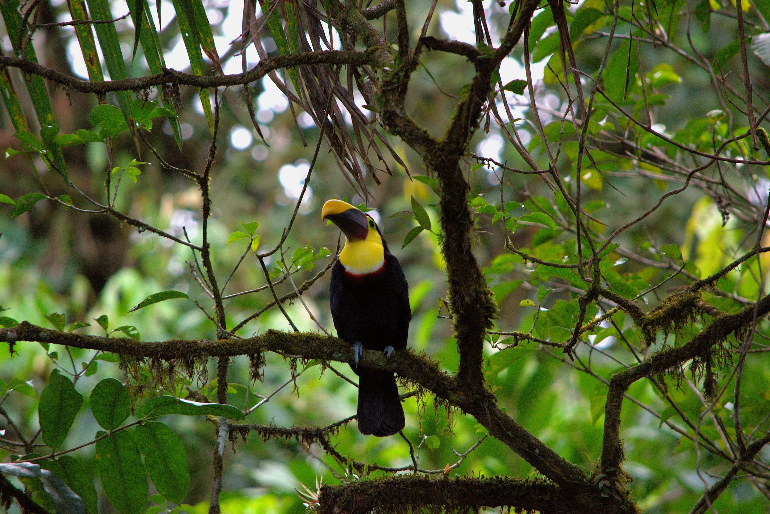 yellowthroatedtoucan3.jpg