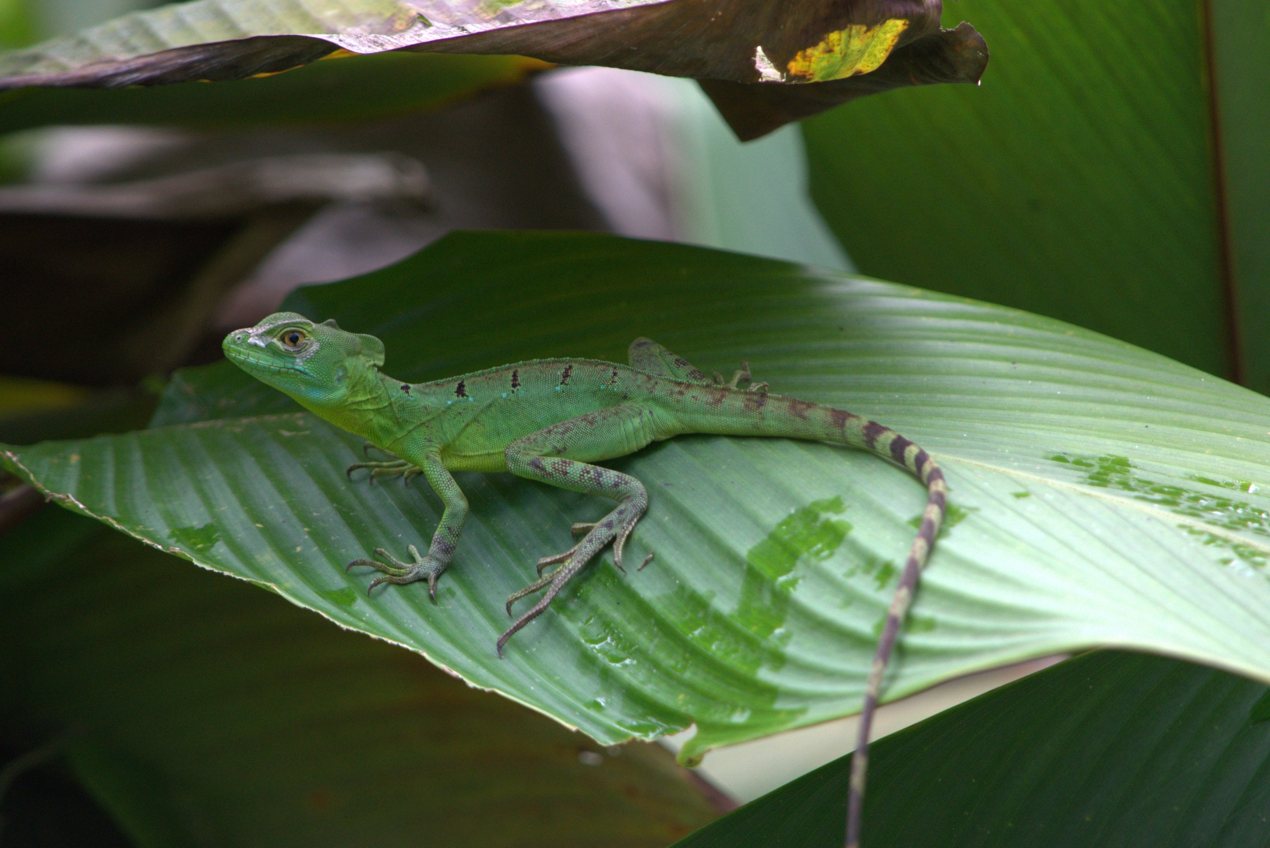 lizard2.jpg