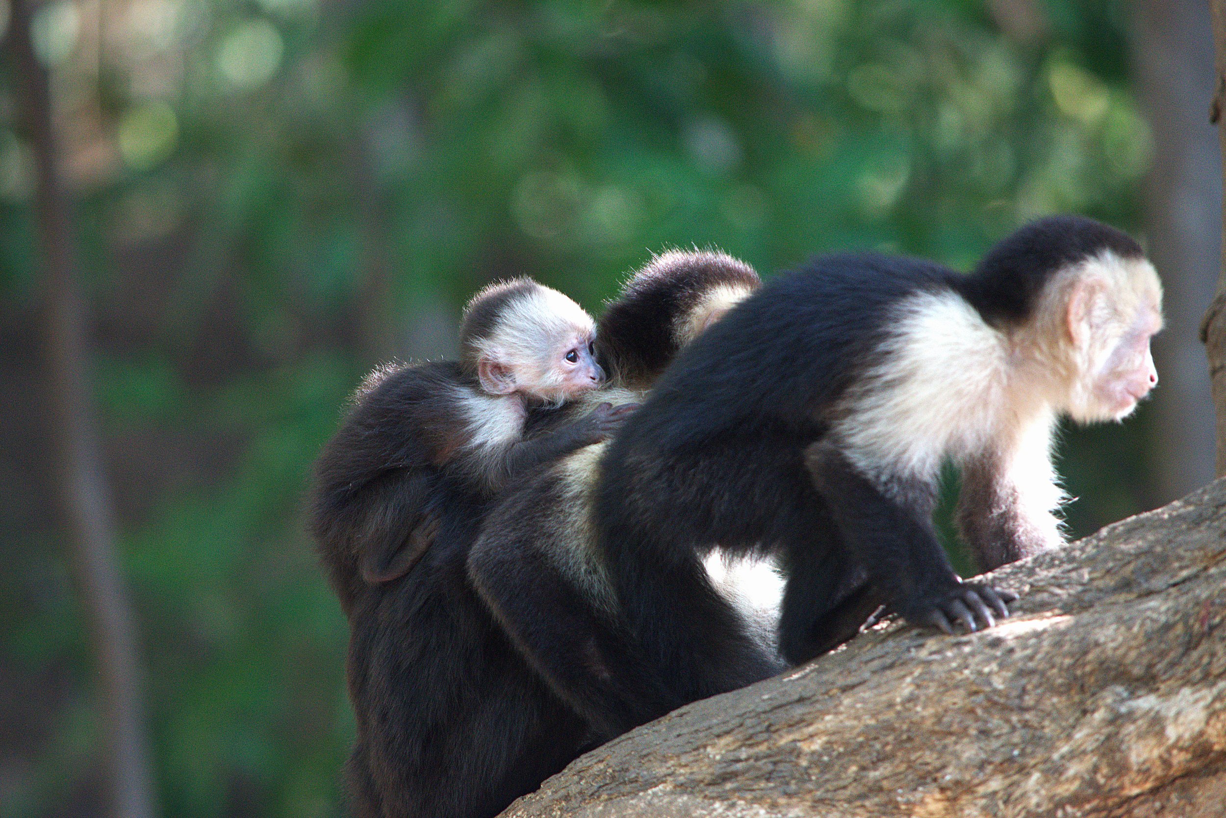 capuchinfamily4.jpg
