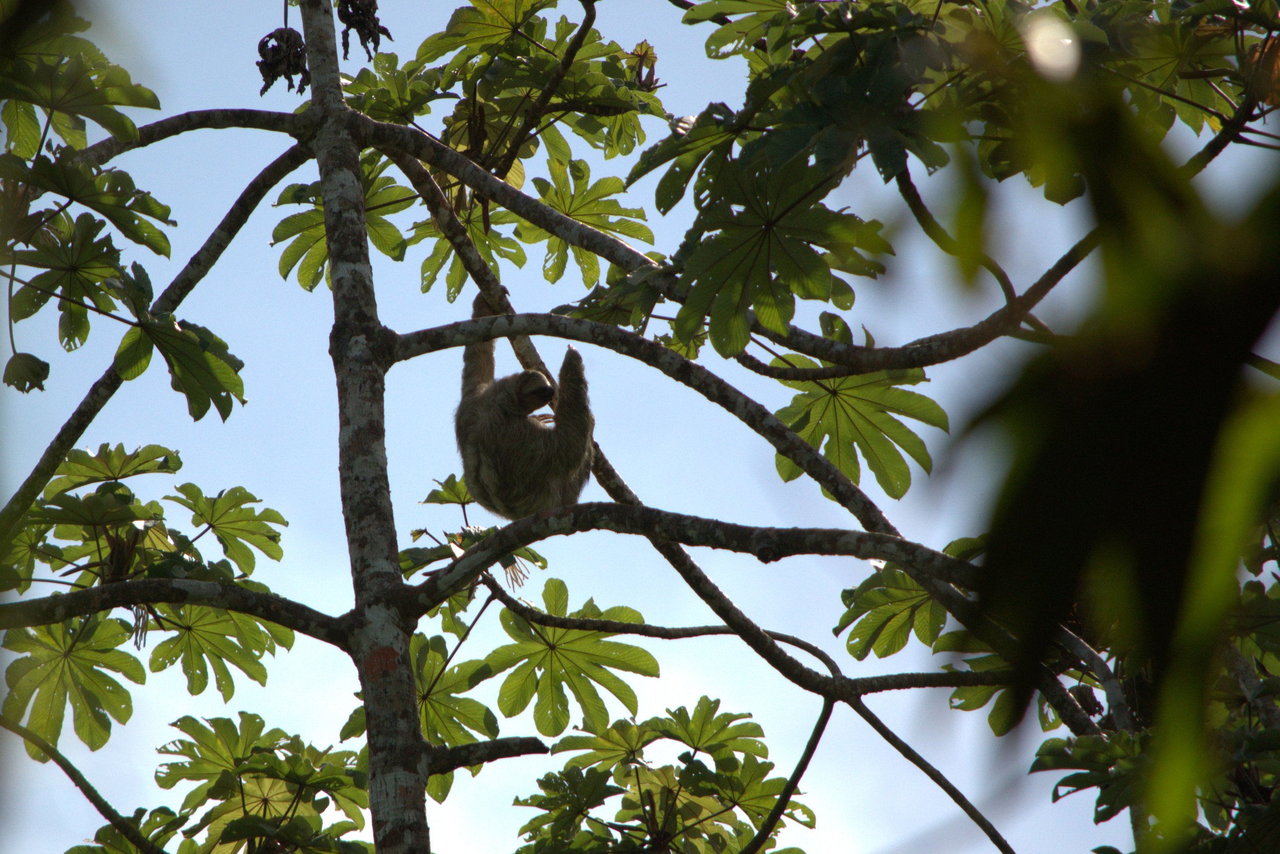 slothbrauliocarillo2.jpg
