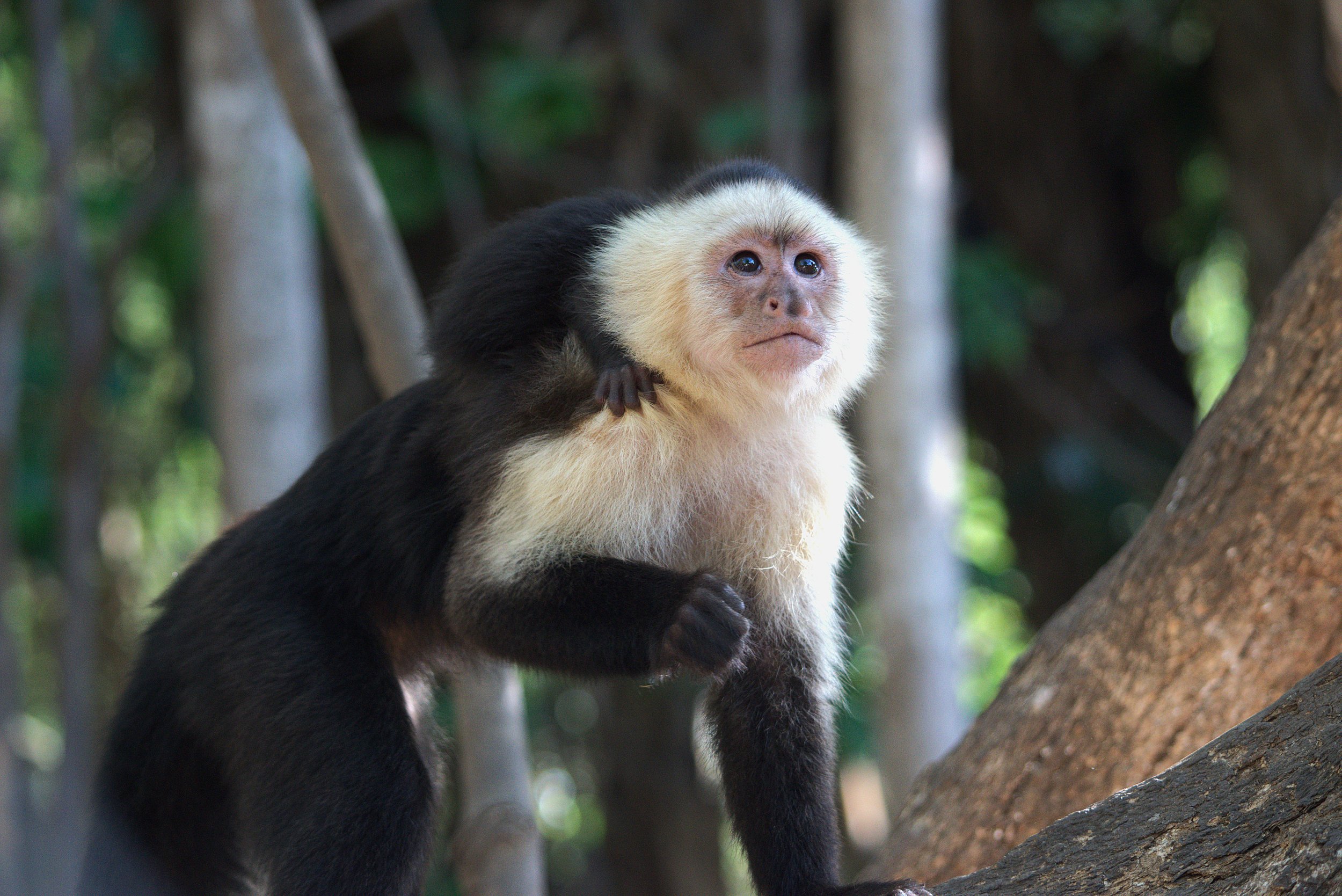 capuchinlookingdistance2.jpg