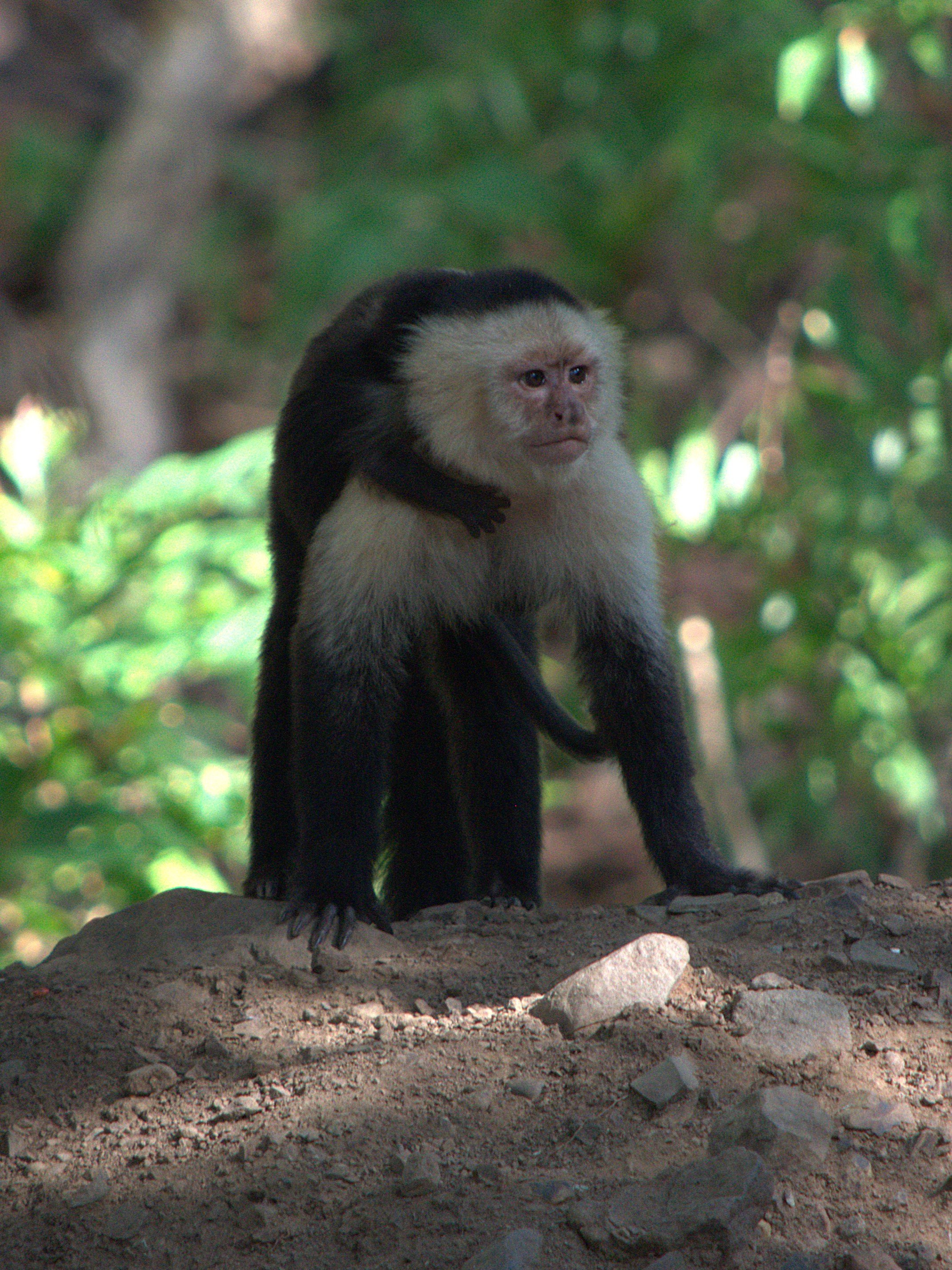 capuchin1.jpg