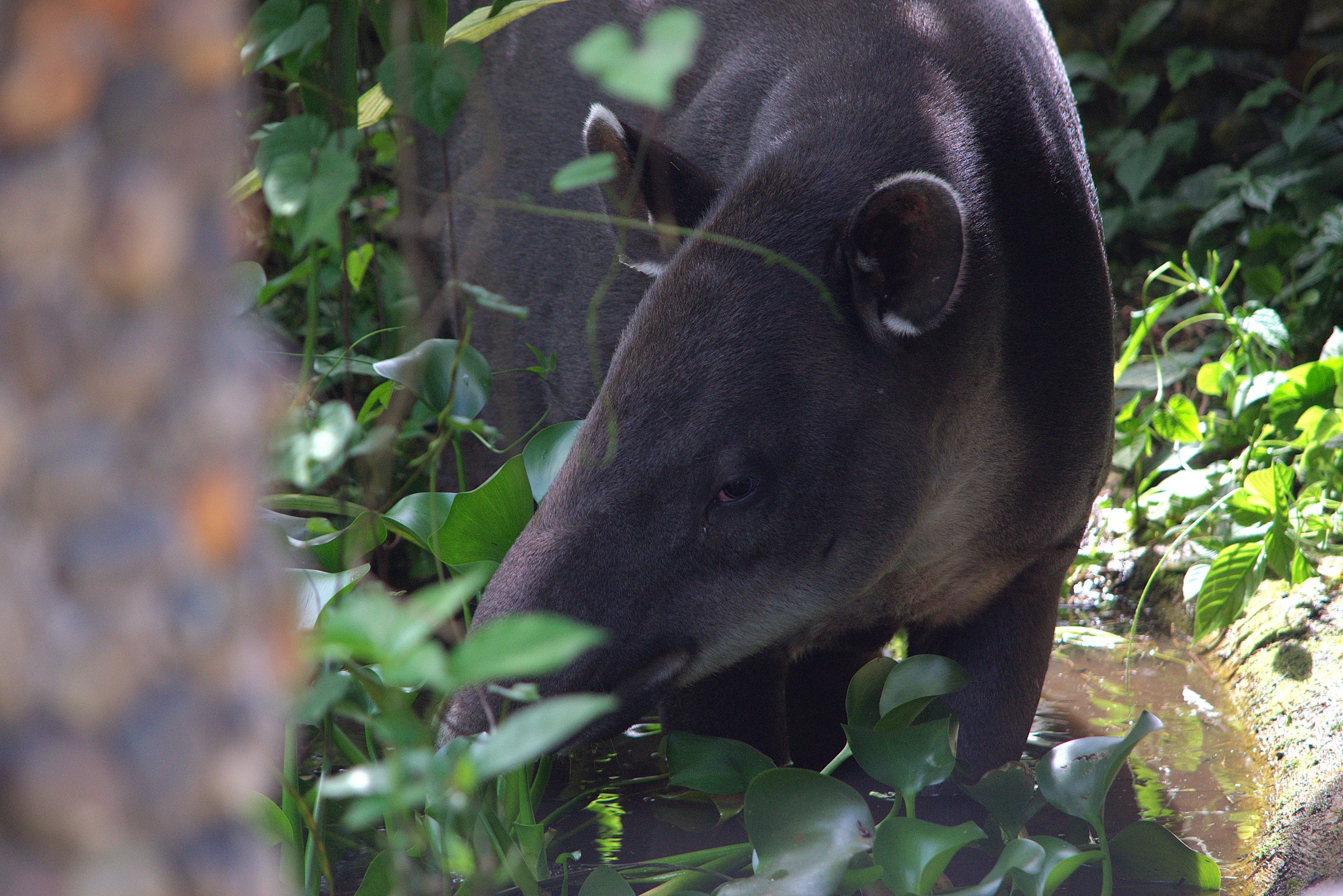 tapirsideye.jpg