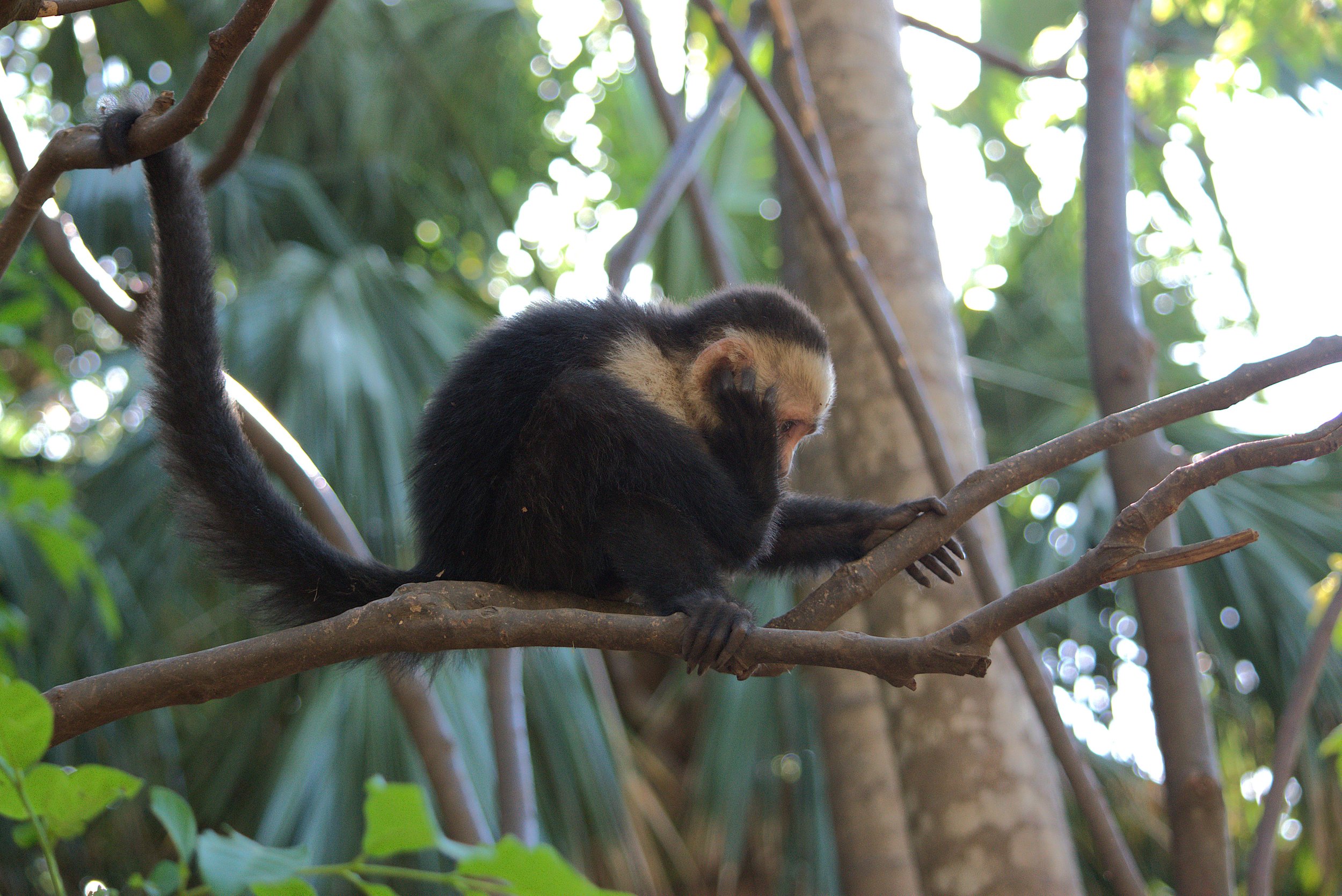 capuchinonbranch2.jpg