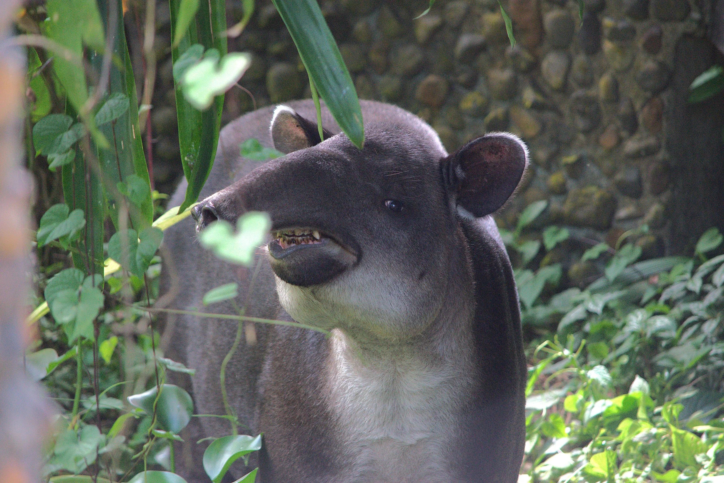 tapirteeth.jpg