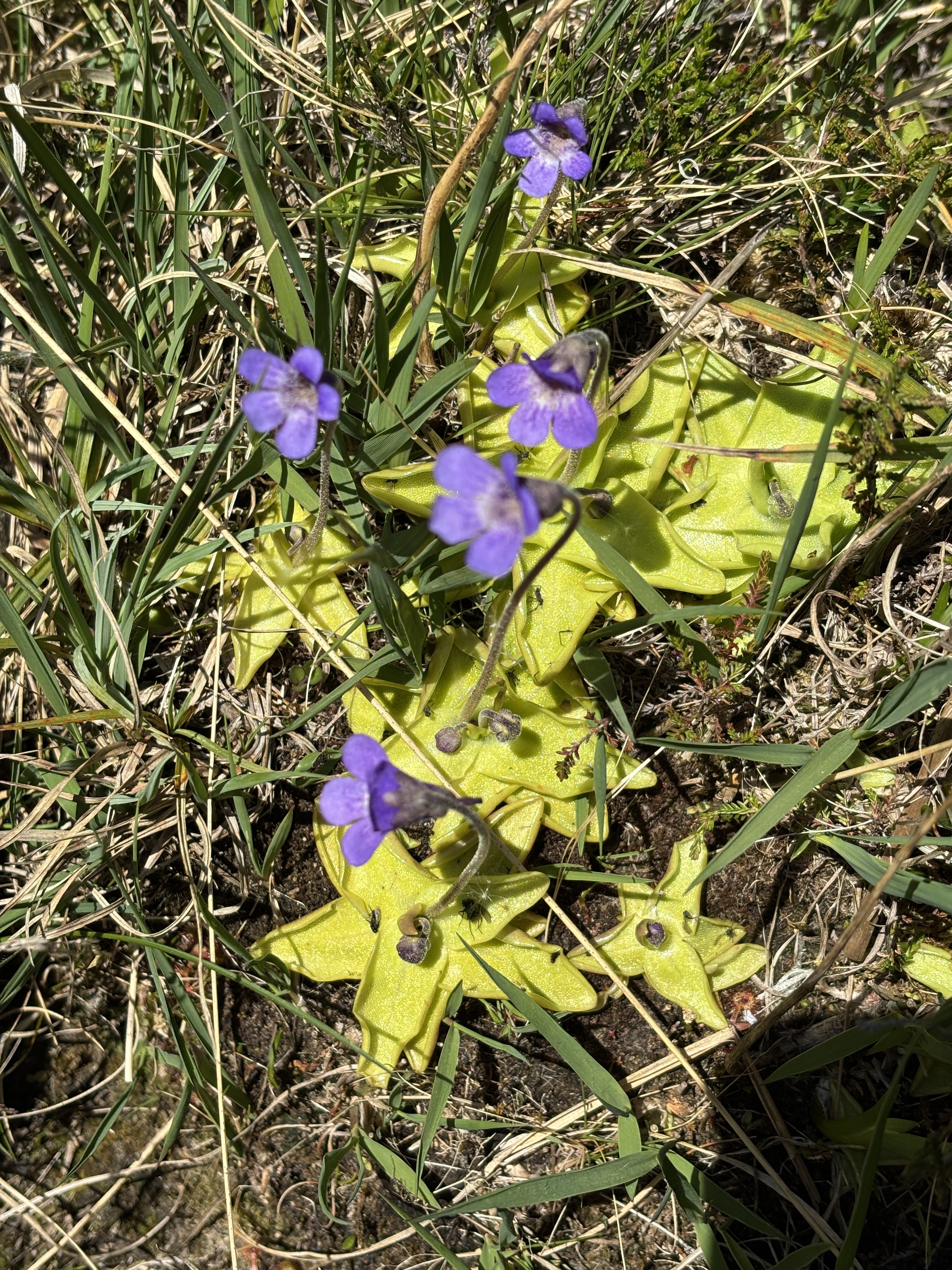 IMG_3975.JPG