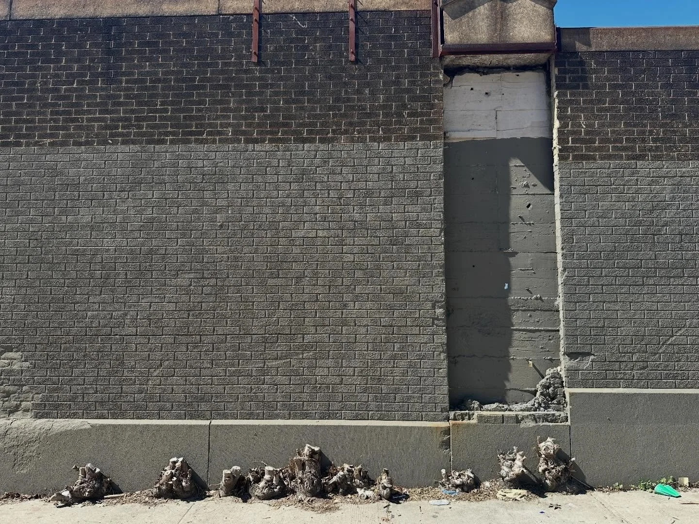 Stumps, Brooklyn. 3.21.26
Happy spring!
#atreegrowsinbrooklyn