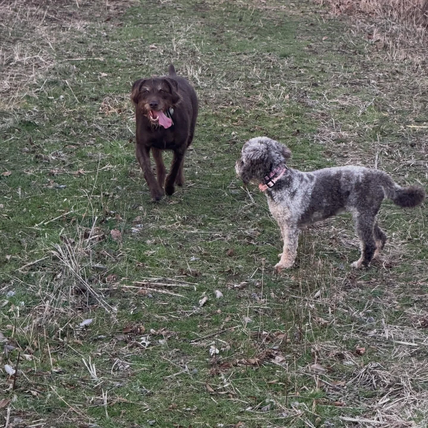 Warm weather makes the pups happy!