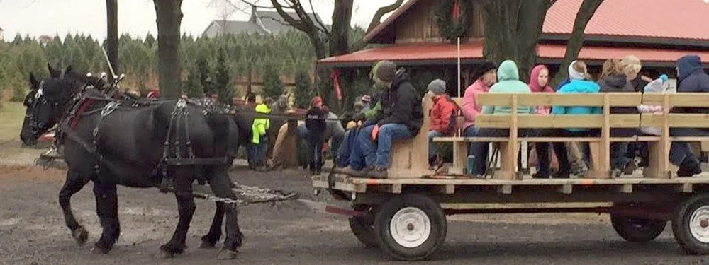 Horse Rides Begin