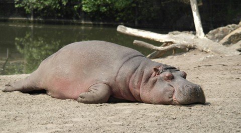 How Deficiency Patterns Present