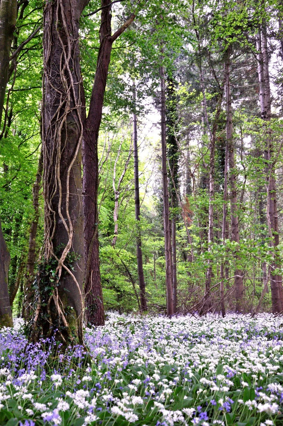 Intro to the Wood Element