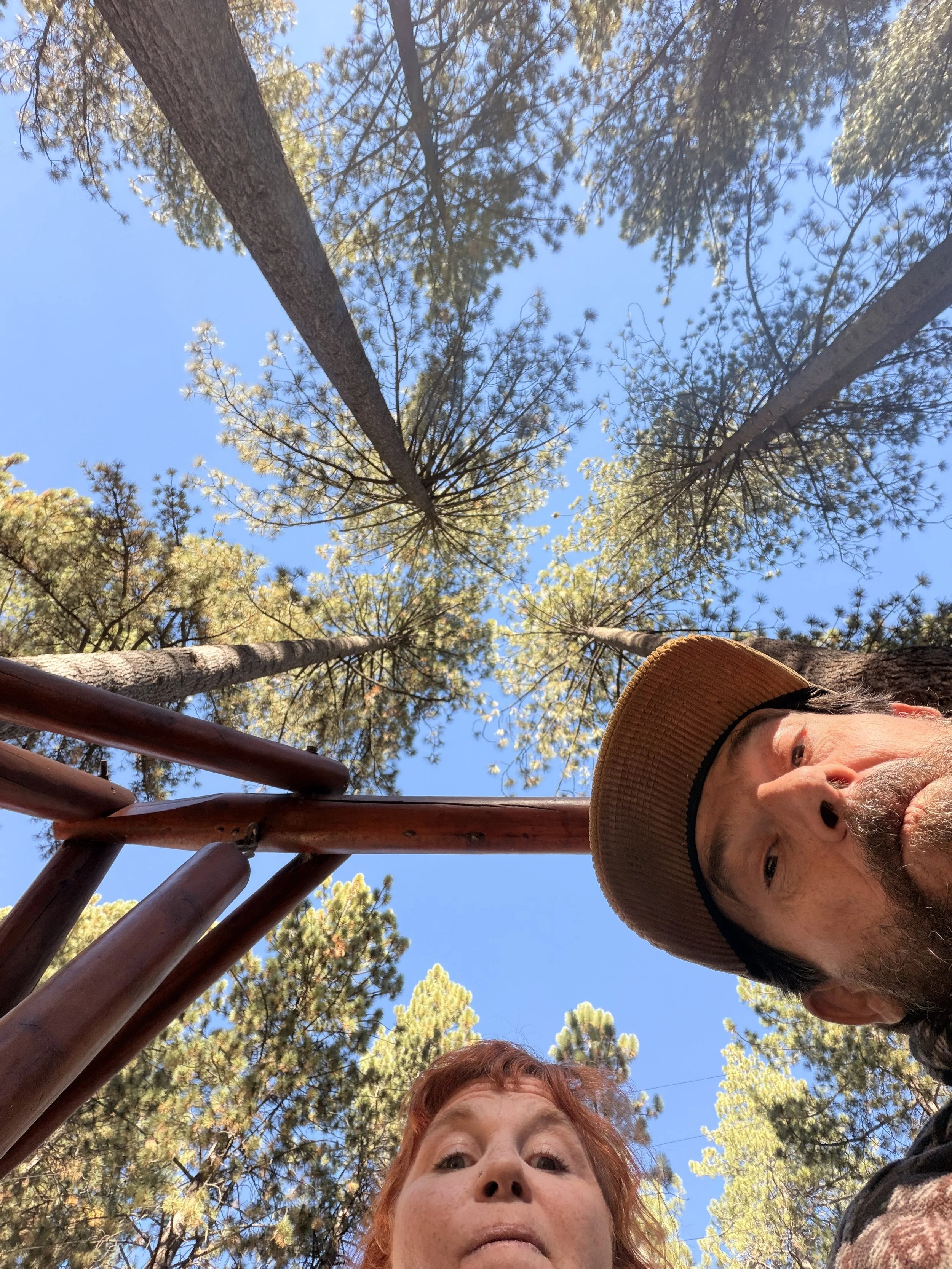 tahoe trees.jpg