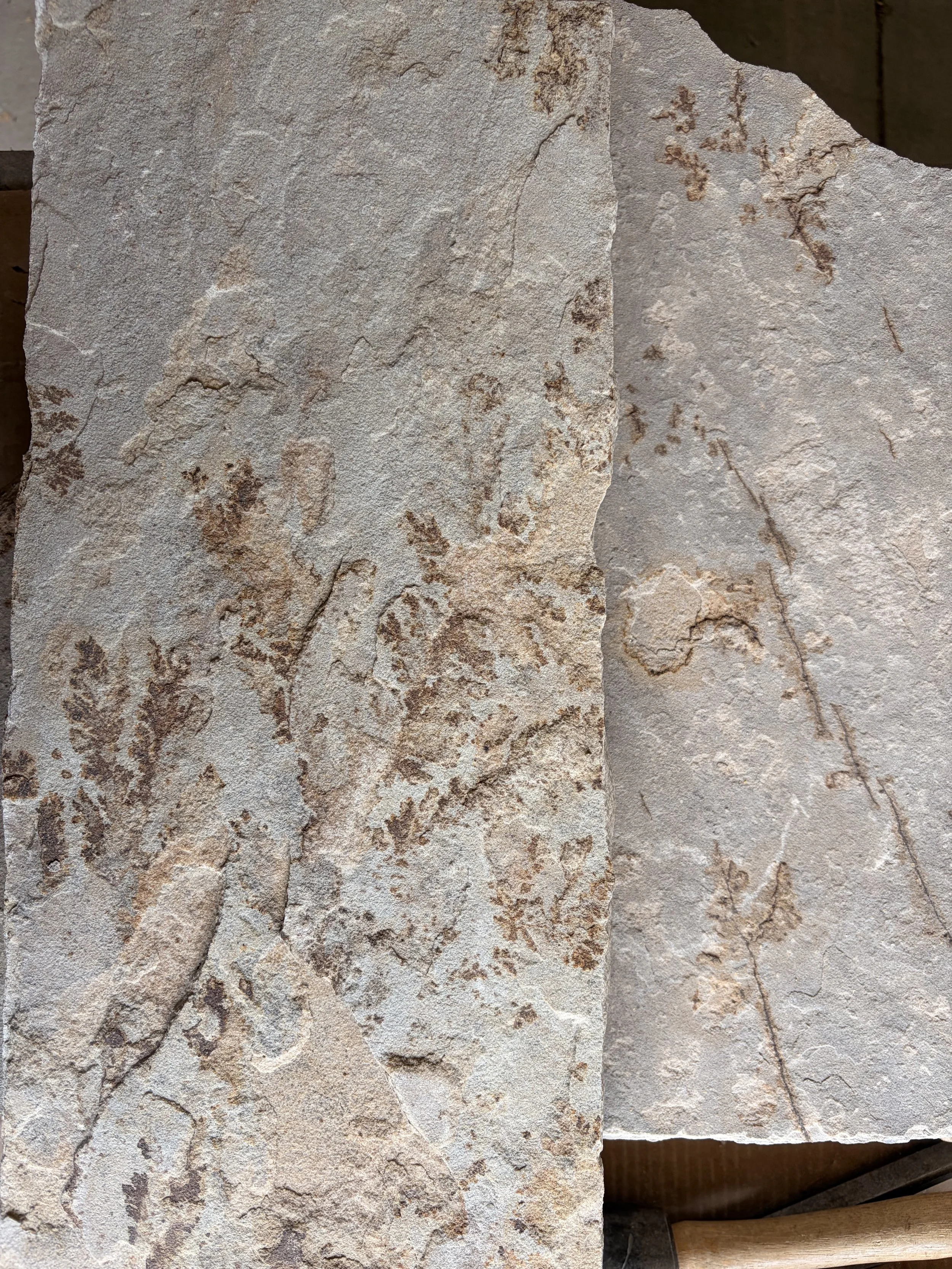 Northern Colorado Buff