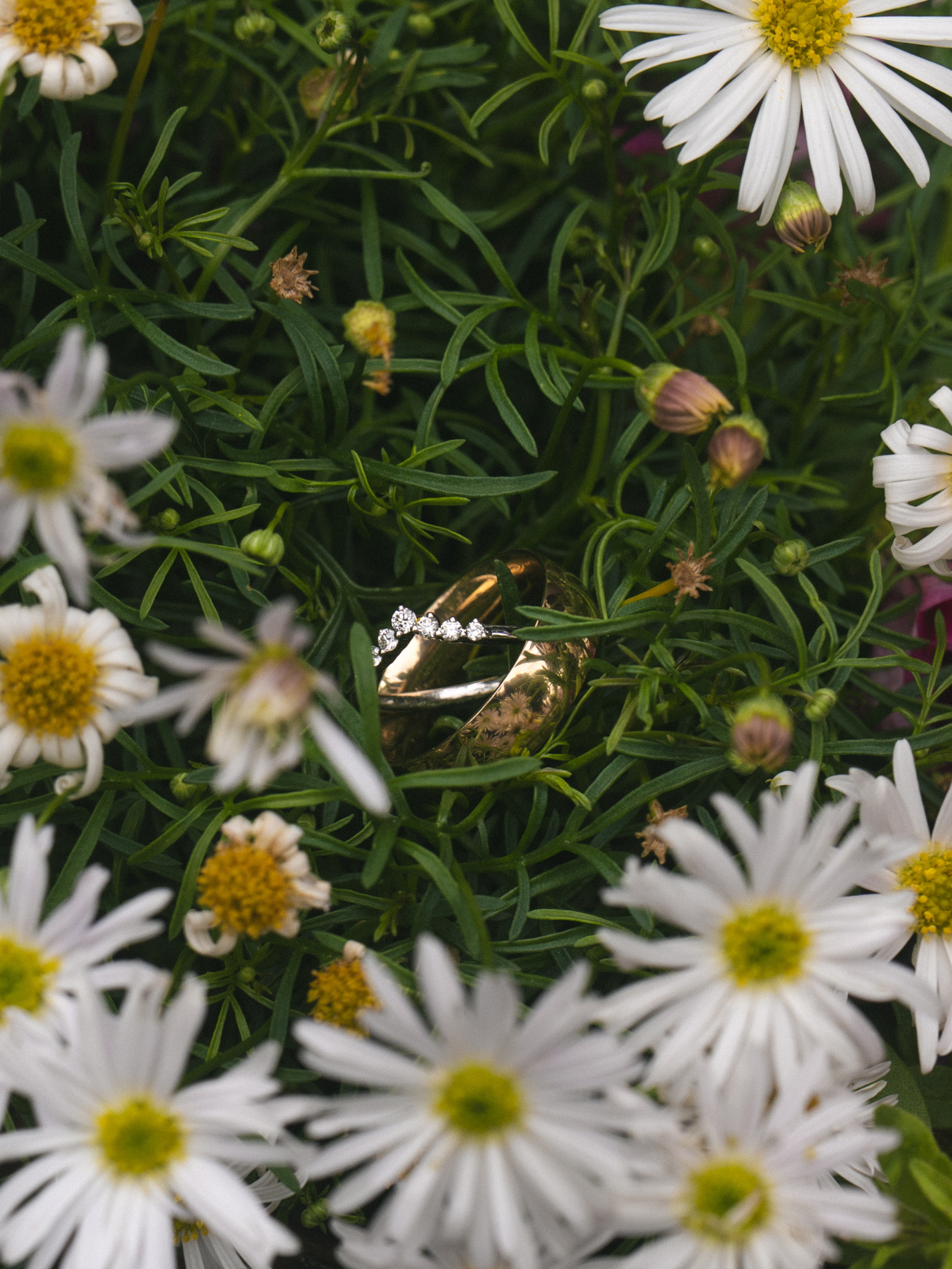 Close-up of white daisy flowers with yellow centers and green foliage in the background.
