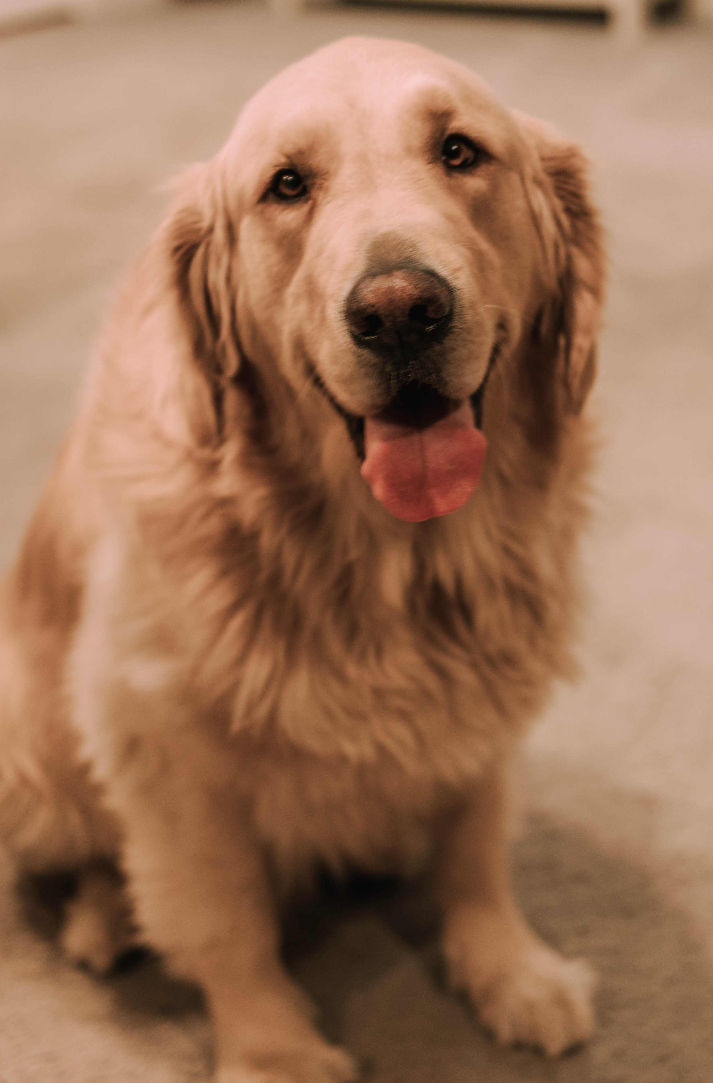 In-Home lifestyle couple photography with German shepherd and golden retriever
