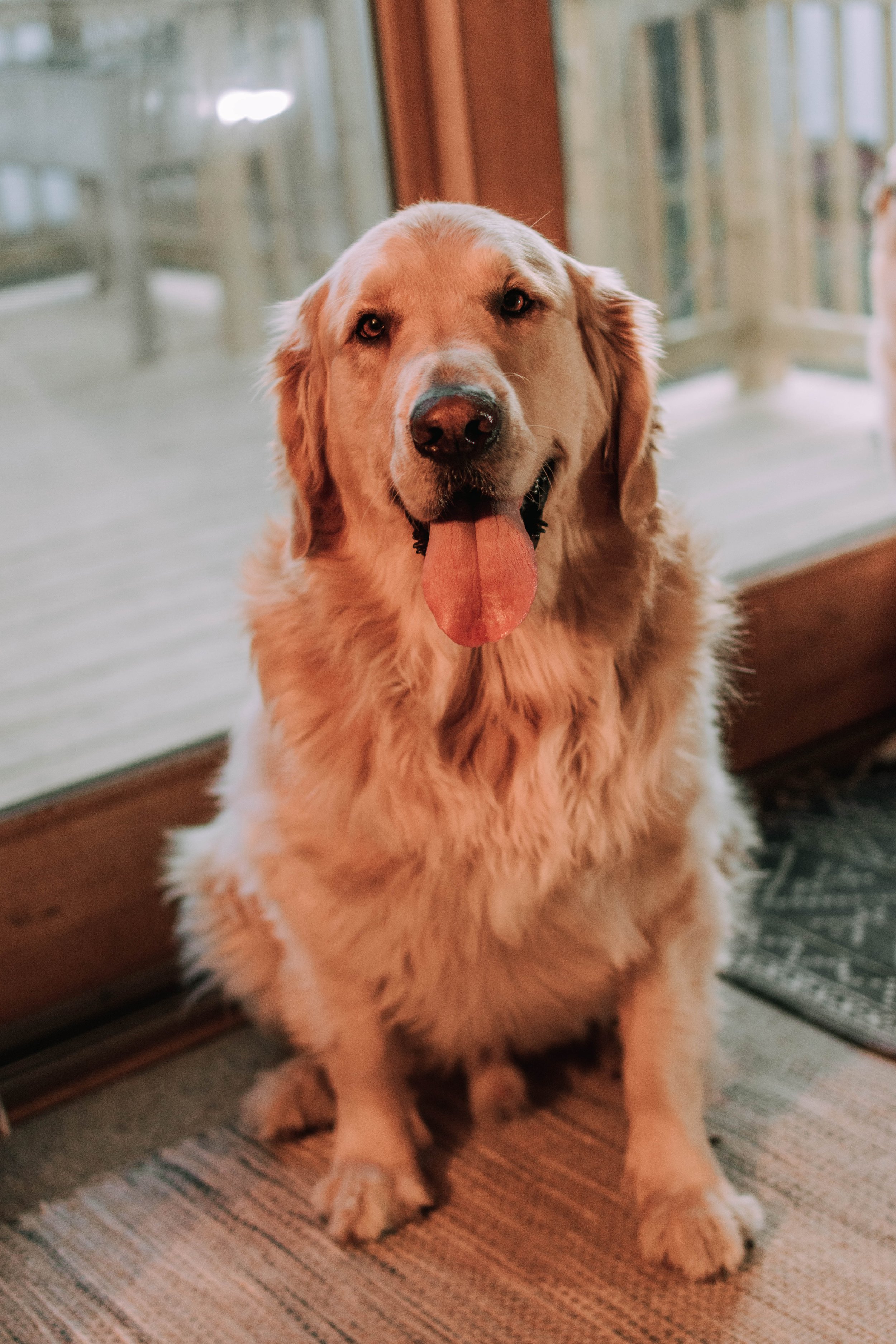 In-Home lifestyle couple photography with German shepherd and golden retriever