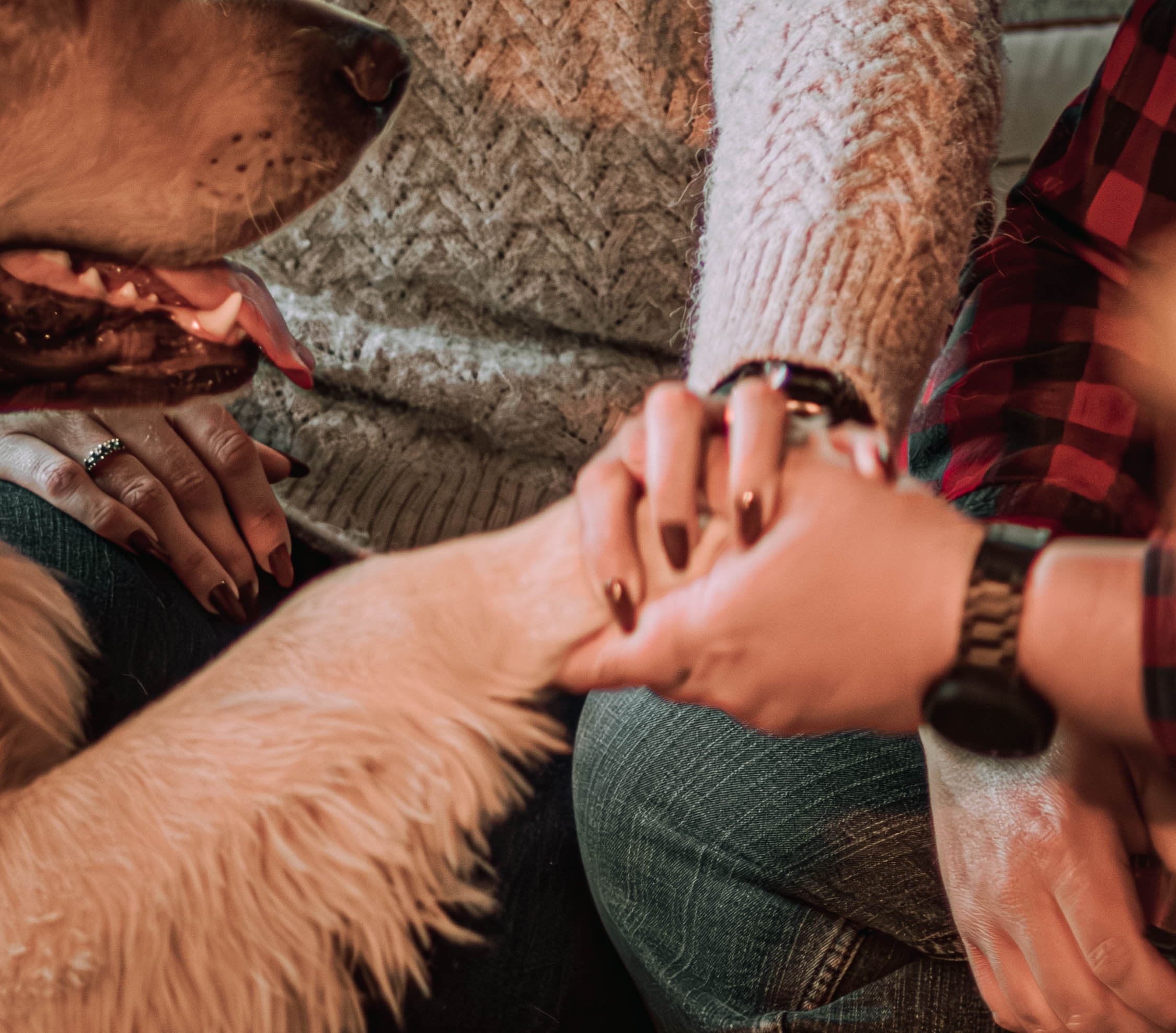 In-Home lifestyle couple photography with German shepherd and golden retriever