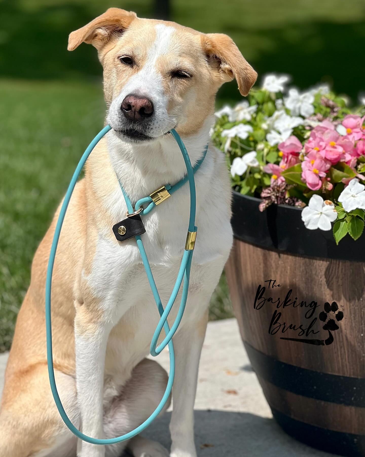 ✨NEW PRODUCT ALERT✨

Take your training to the next level with our NEW slip training leashes! 
🐾Made of rolled BioThane
🐾Easy On/Easy Off
🐾High Degree of Control During Training

Get them here 👉🏼 https://thebarkingbrush.etsy.com/listing/17863114