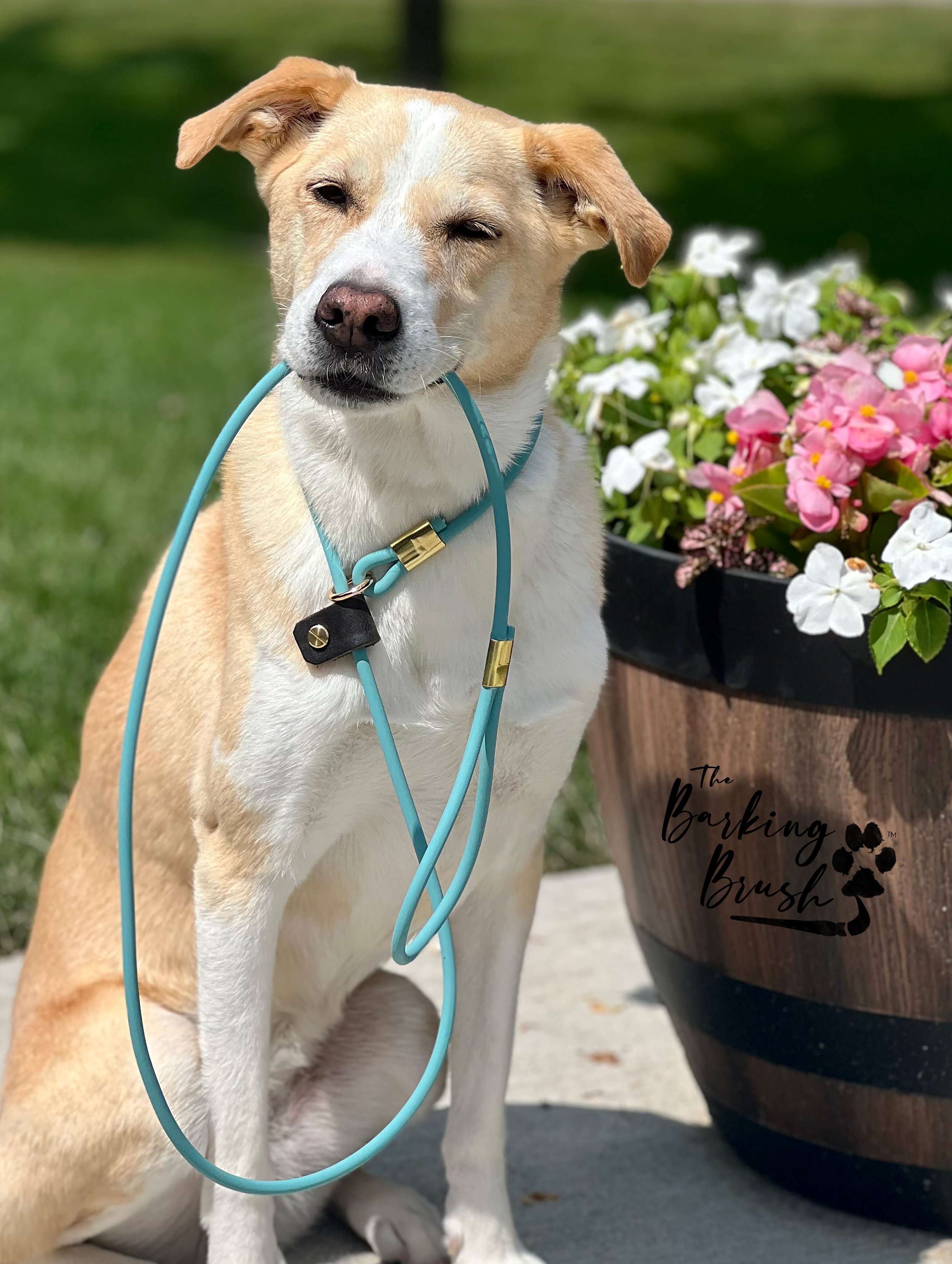 Mollie w Leash.jpg