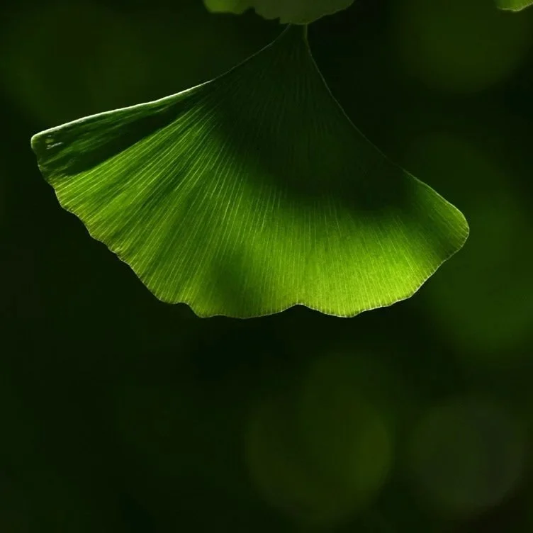 Close-up of a green ginkgo leaf with soft natural light revealing its delicate veins and fan-shaped structure, inspiration for Verónica Mar’s GINKGO design series.
