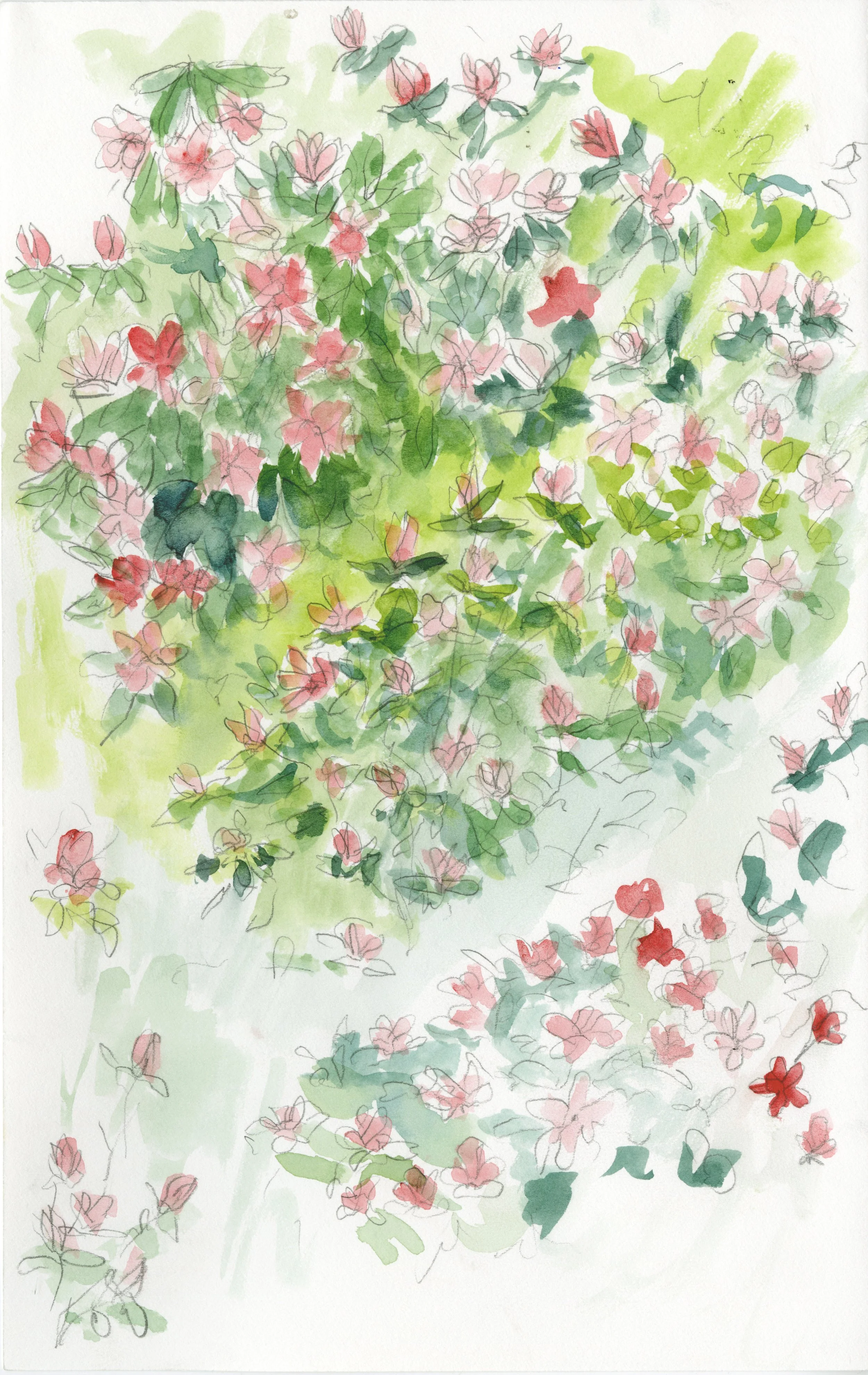 Azalea+Small.jpg