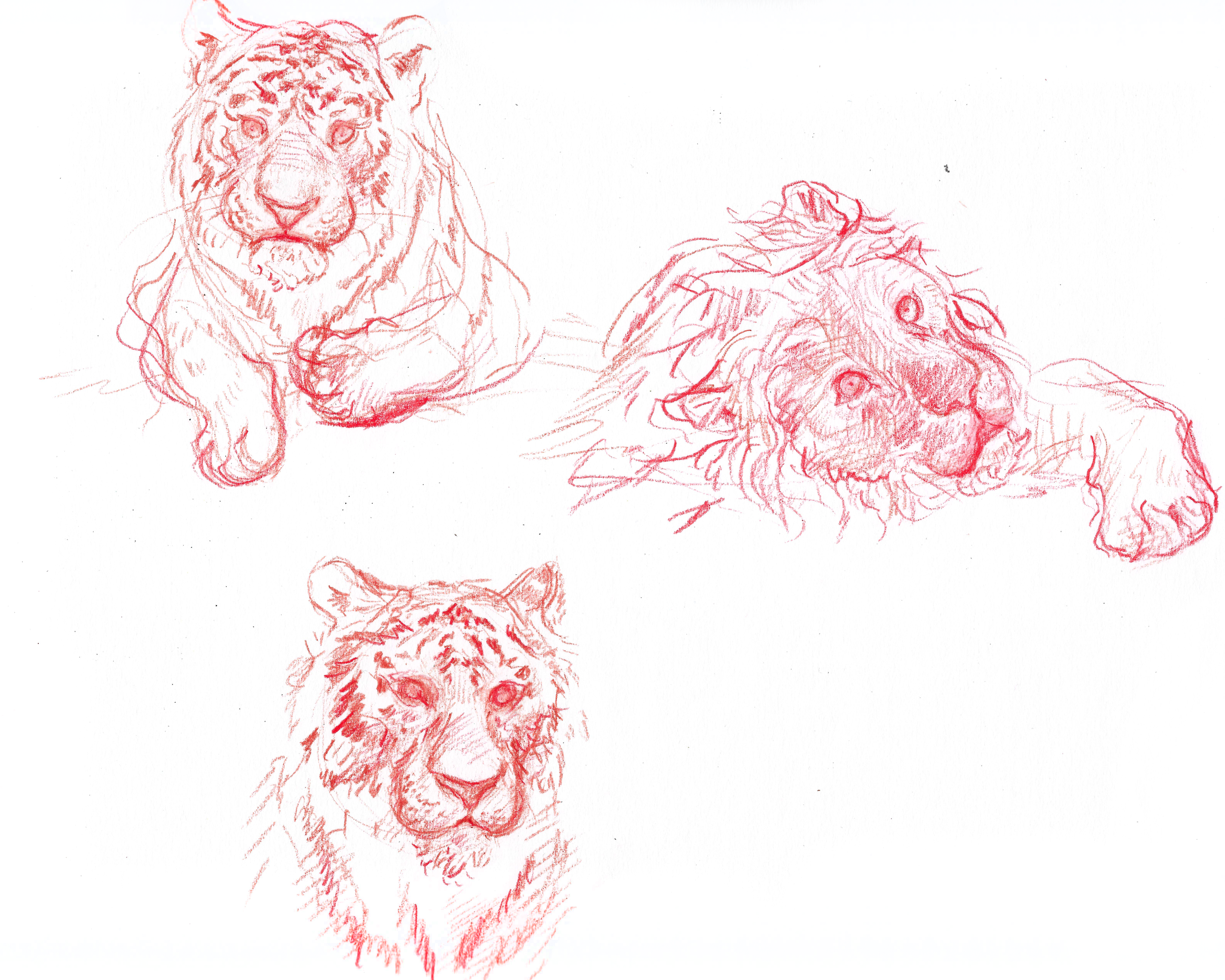 RedCats_2.png