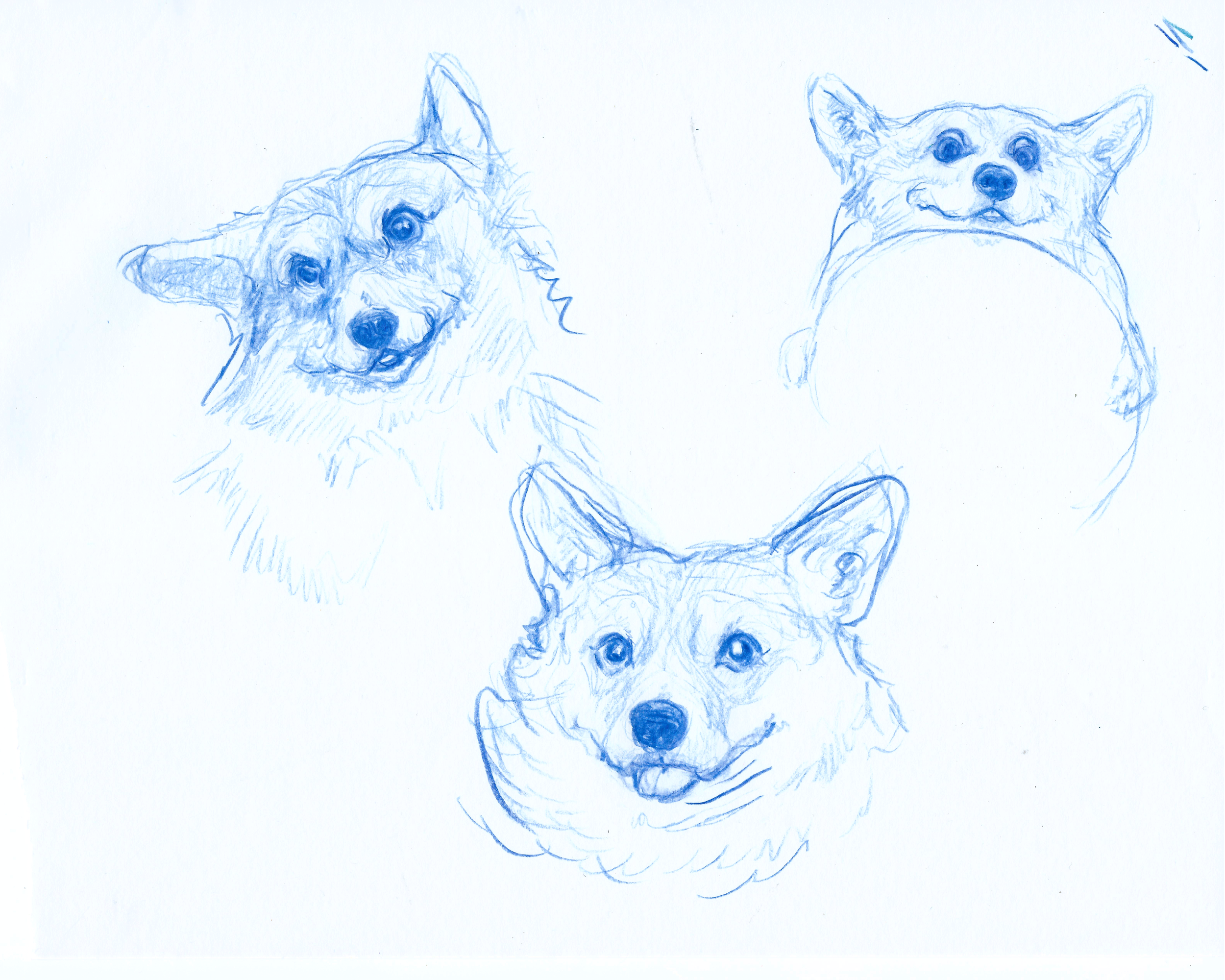 Corgi heads.png