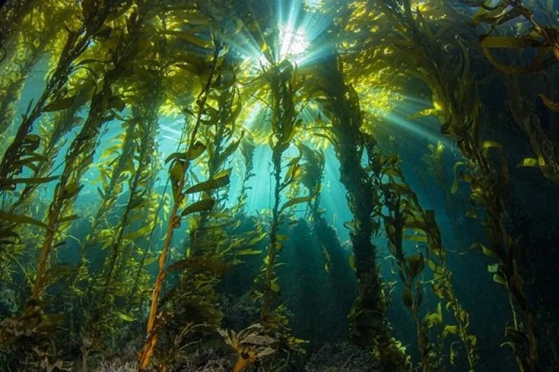Sea Kelp  (King of Minerals)