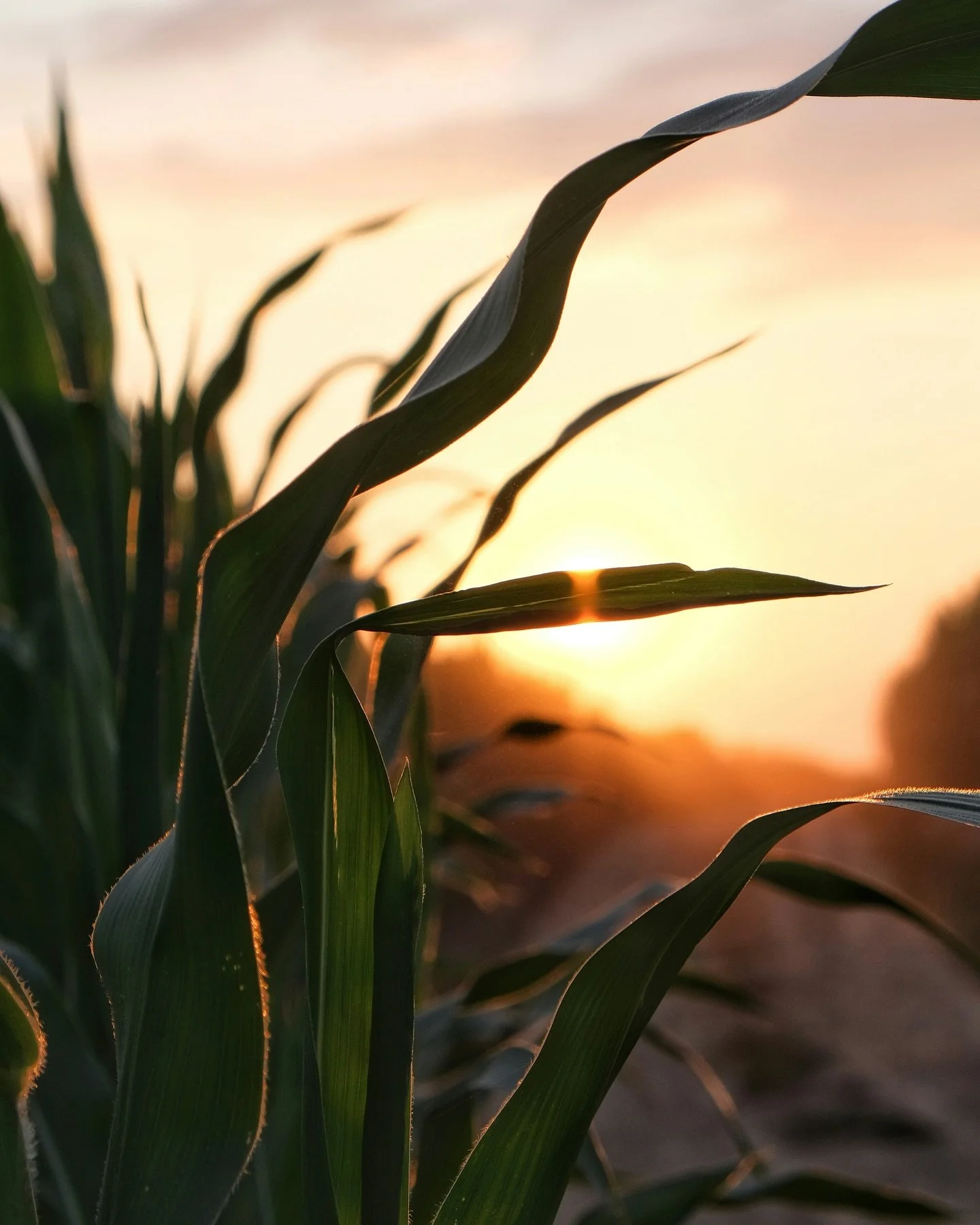 🌾Rooted in Deep Creek, Enderby BC🌾
.
Foxtrot Dairy calls Deep Creek home &mdash; a hidden gem just outside Enderby, BC. We can&rsquo;t wait to share our slice of the Shuswap with you, whether it&rsquo;s through farm tours, camping, or a scoop of ic