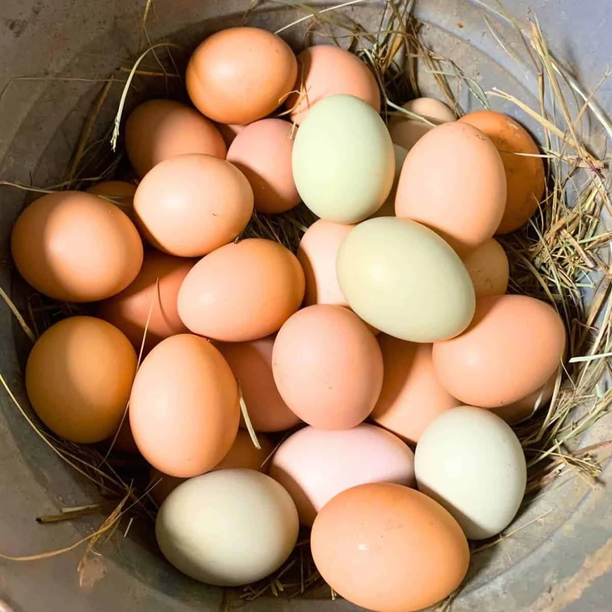 🥚🐣 Easter is just around the corner! 🐣🥚

We&rsquo;ve got an abundance of fresh, local eggs here at Foxtrot Farm Store &mdash;perfect for all your Easter egg painting traditions! Bring the kids, look at our selection of quality food items, and enj