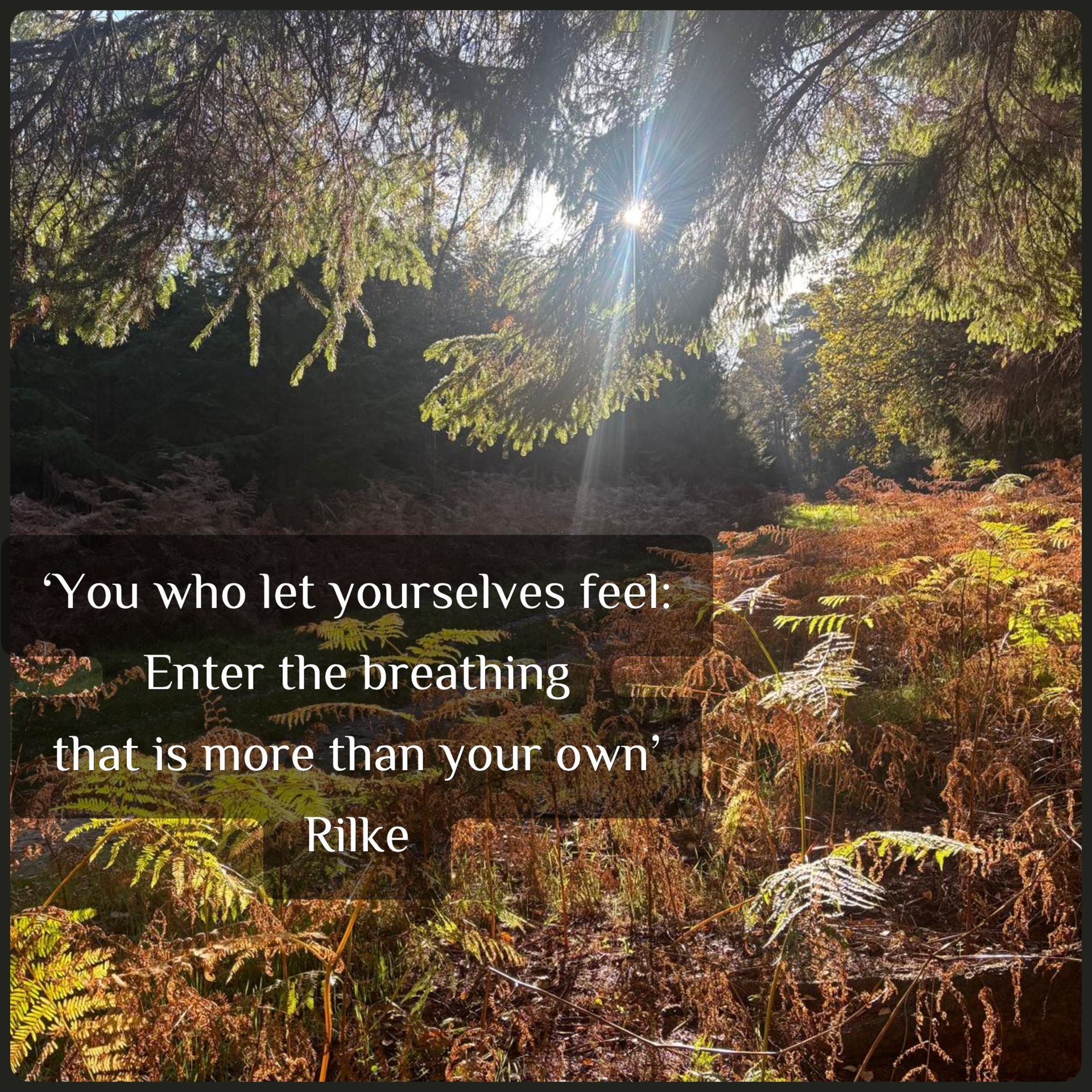 ‘You who let yourself feel…’ -Exploring SoulCollage as a human way of ‘roosting’.